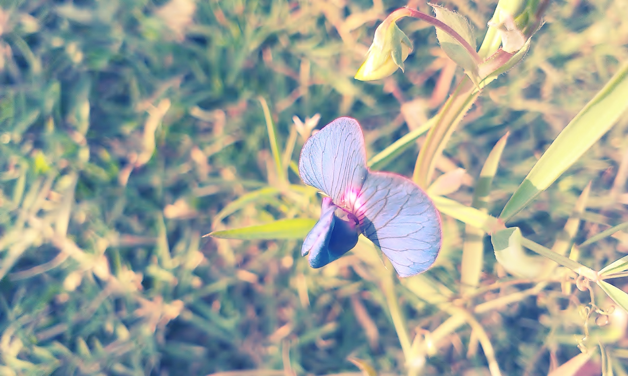 Descarga gratuita de fondo de pantalla para móvil de Flores, Flor, Tierra/naturaleza.