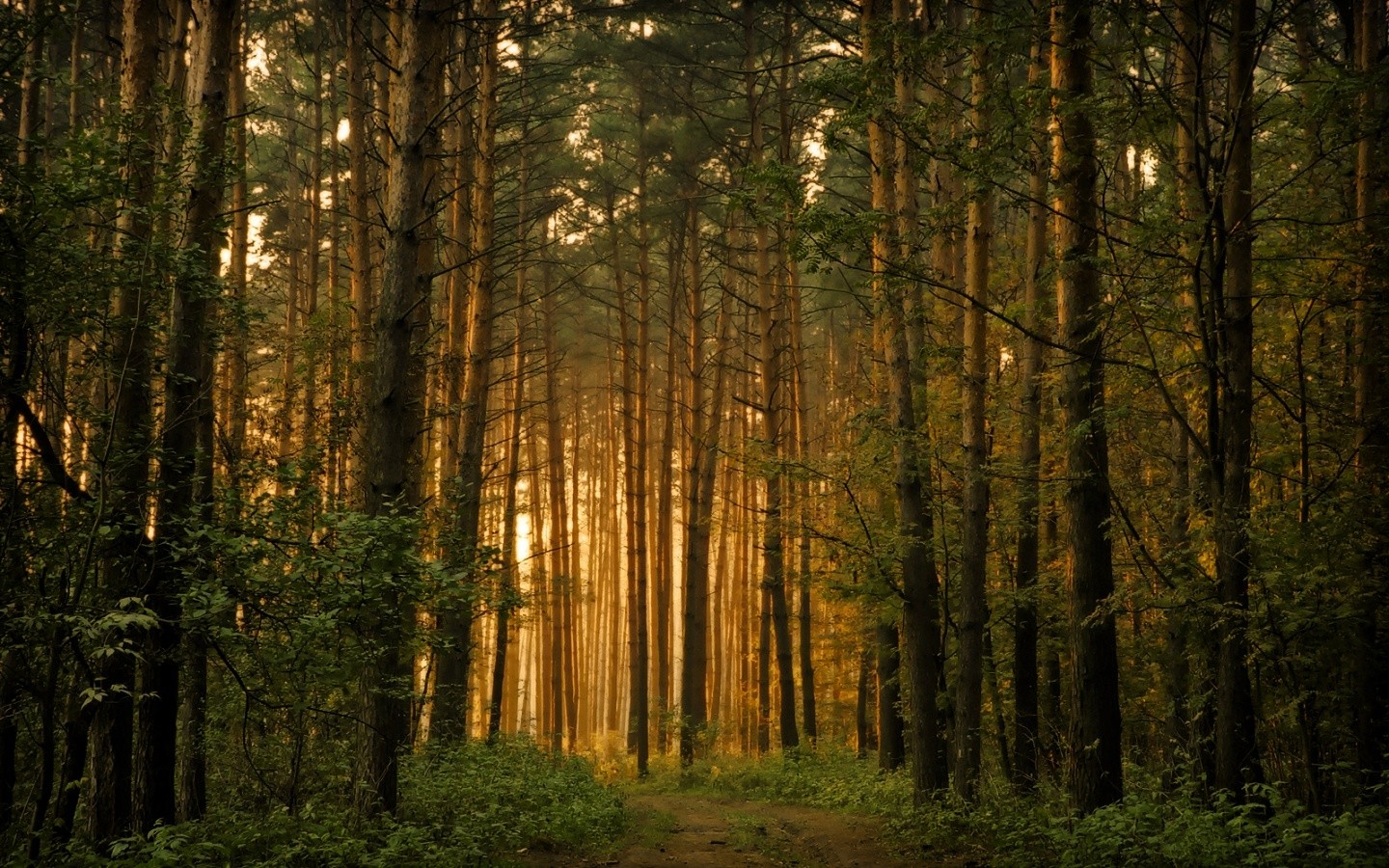 Descarga gratis la imagen Bosque, Tierra/naturaleza en el escritorio de tu PC