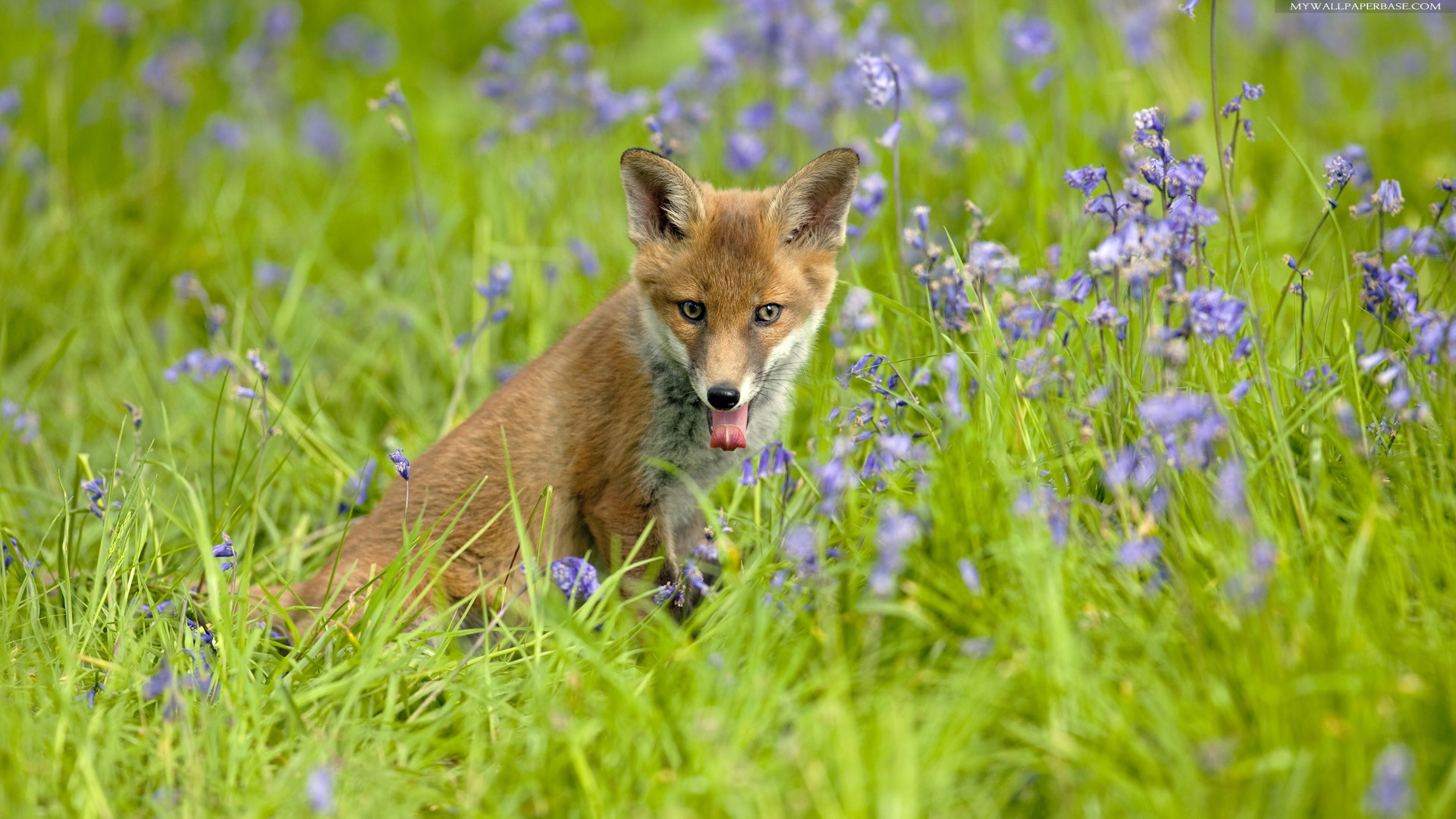 Download mobile wallpaper Grass, Fox, Flower, Animal, Purple Flower for free.
