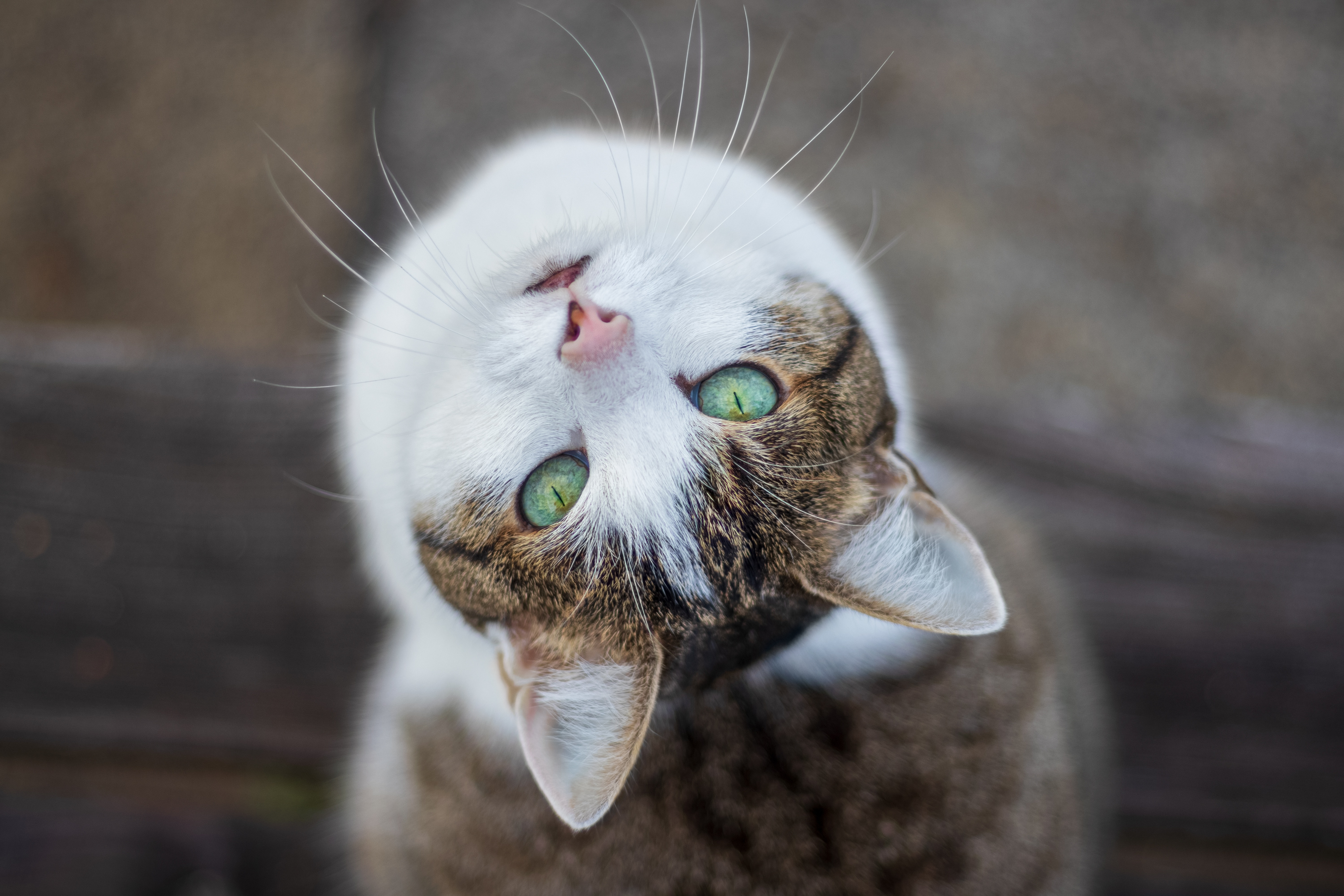 無料モバイル壁紙動物, ネコ, 猫, 見詰めるをダウンロードします。