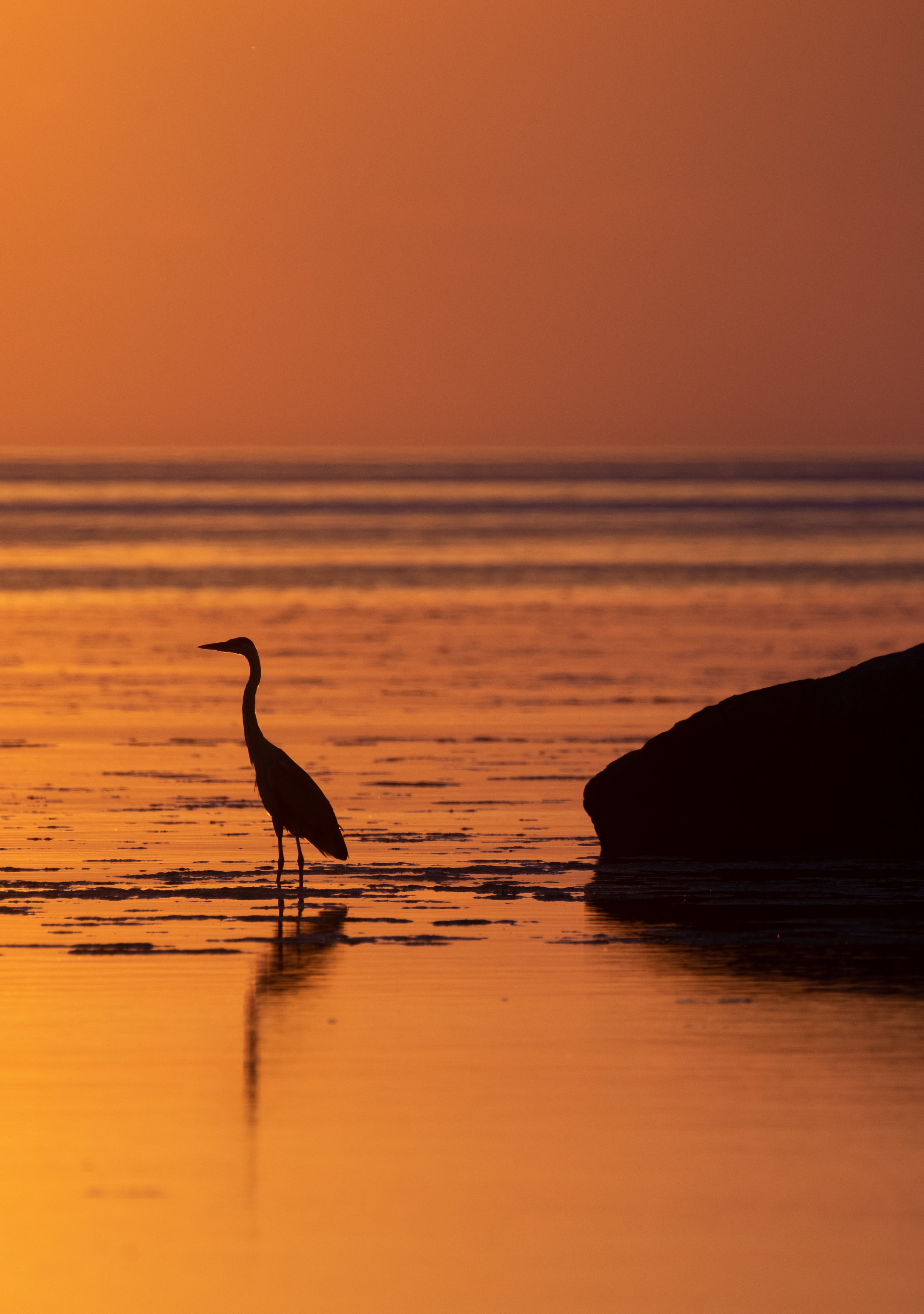 Free download wallpaper Water, Sunset, Heron, Bird, Animals on your PC desktop