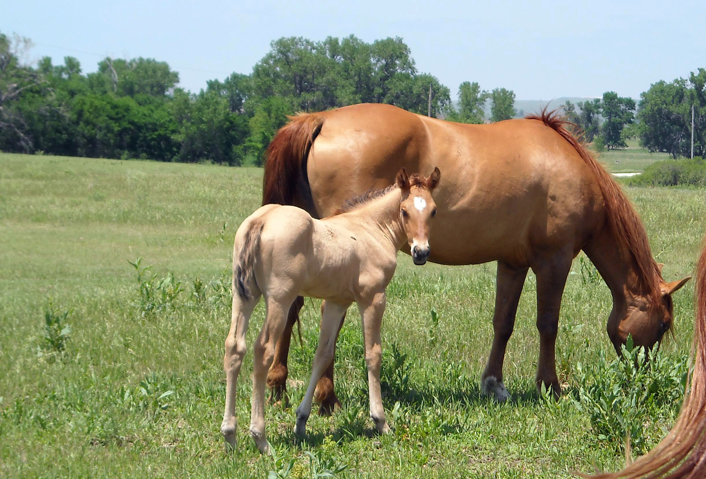 Baixe gratuitamente a imagem Animais, Cavalo na área de trabalho do seu PC