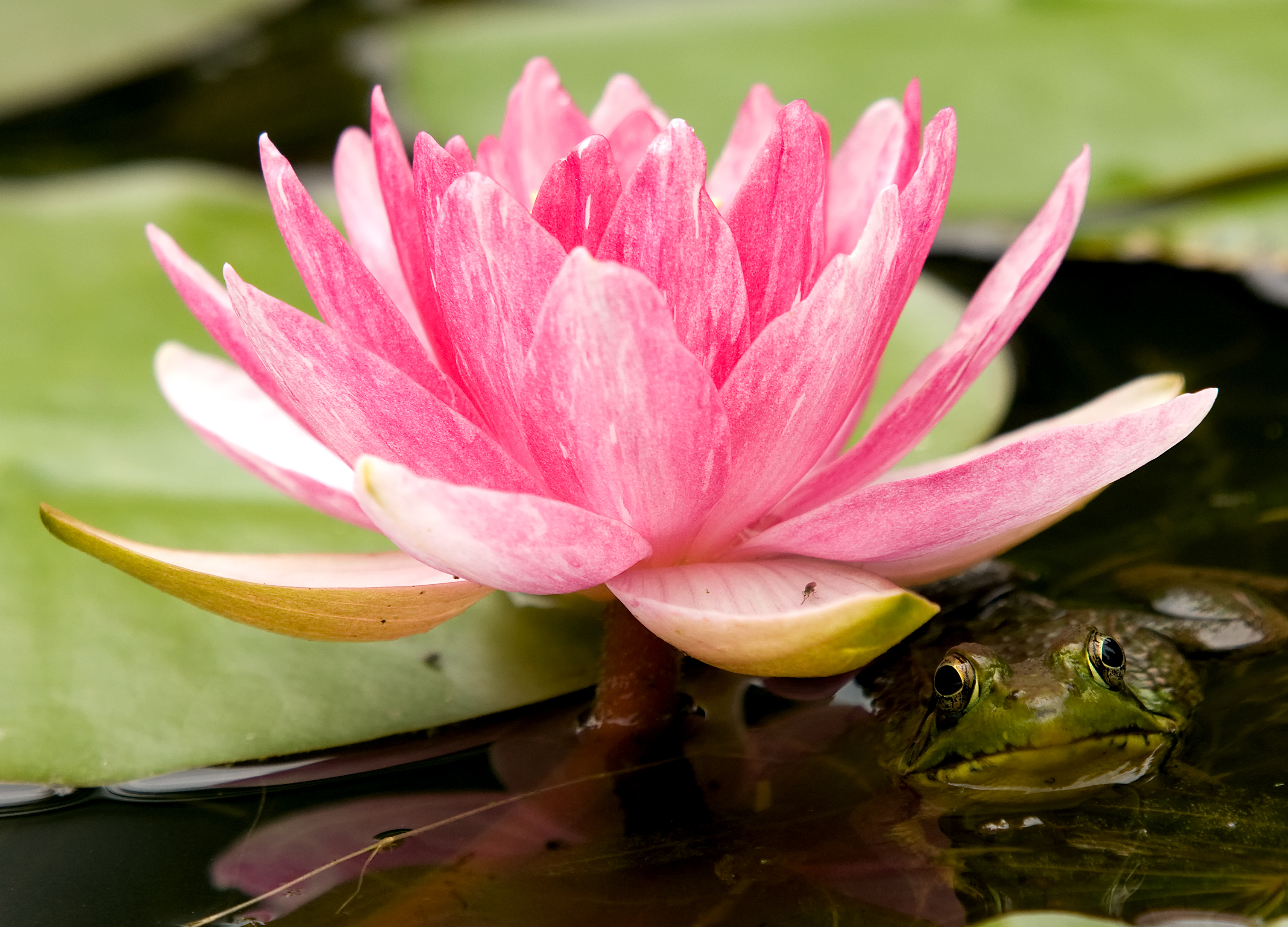 Téléchargez gratuitement l'image Fleurs, Eau, Lotus, Fleur, Grenouille, Terre/nature, Fleur Rose sur le bureau de votre PC
