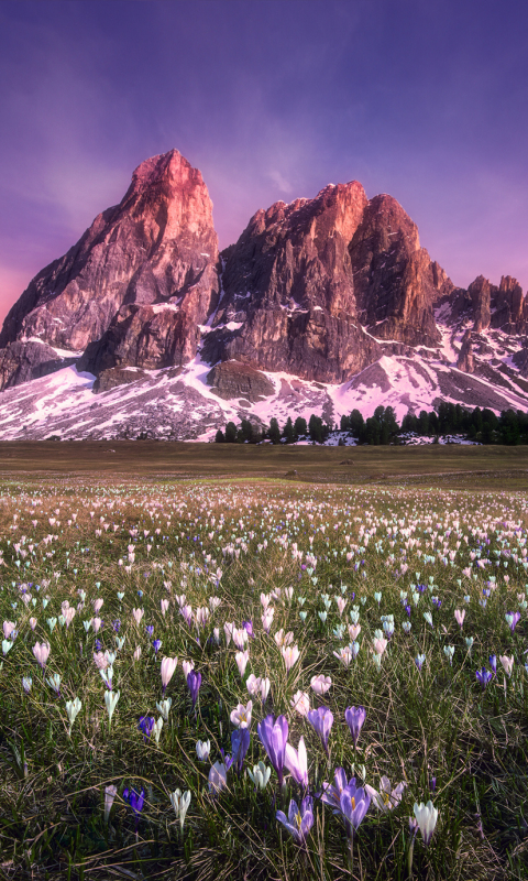 Download mobile wallpaper Landscape, Nature, Grass, Mountain, Flower, Earth, Cliff for free.