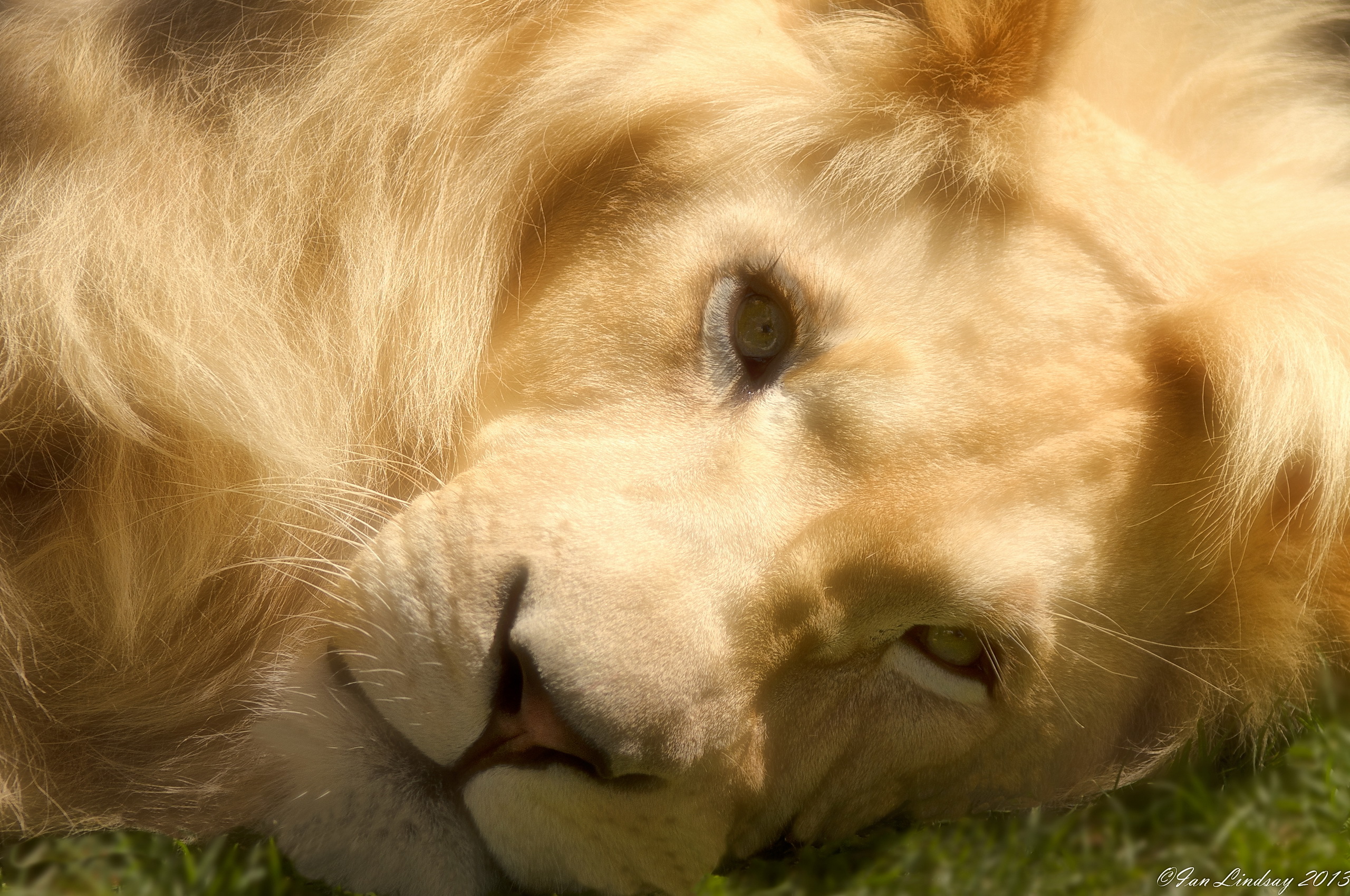 Baixar papel de parede para celular de Animais, Gatos, Leão gratuito.