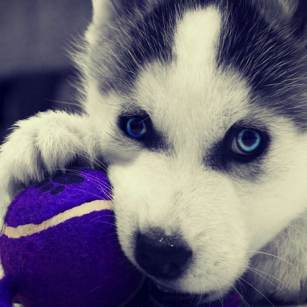 Download mobile wallpaper Dogs, Dog, Animal, Husky for free.