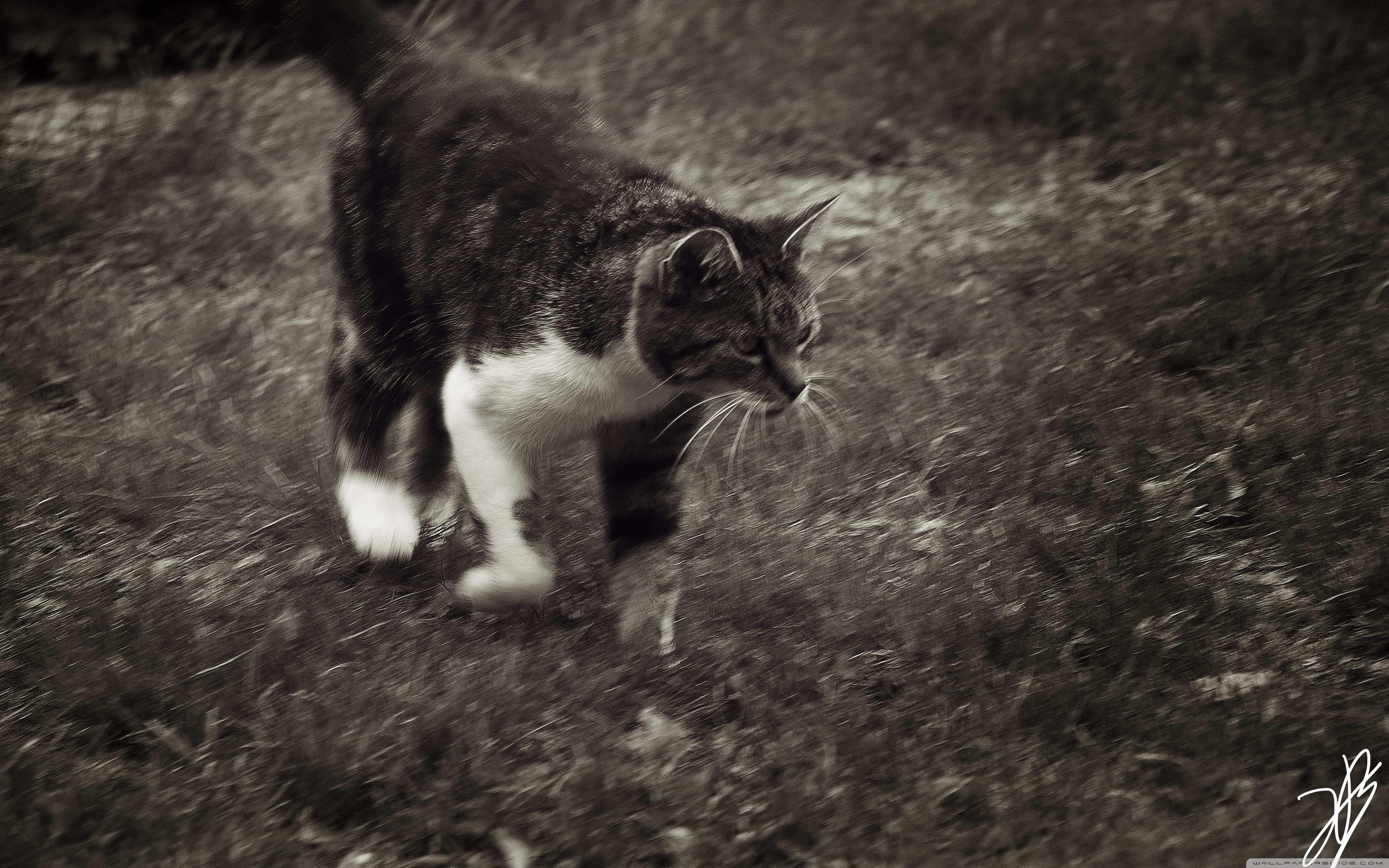 Baixe gratuitamente a imagem Animais, Gatos, Gato na área de trabalho do seu PC