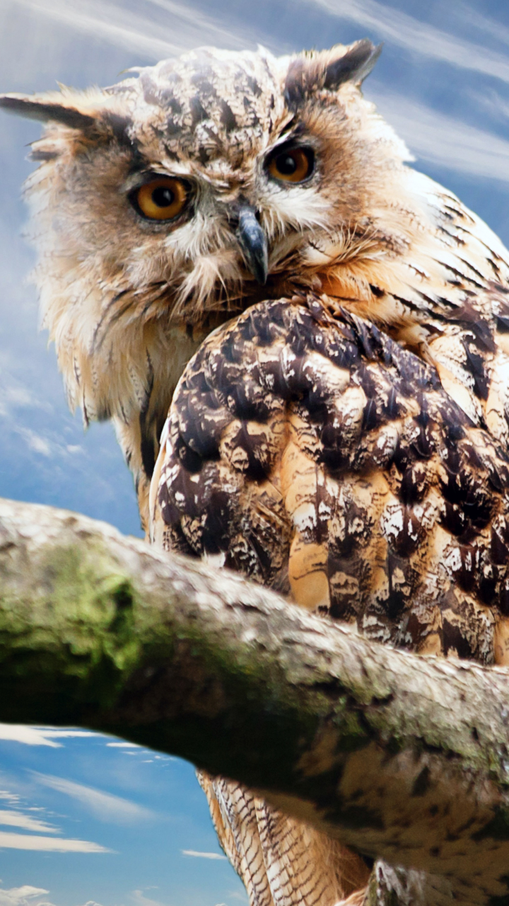 Handy-Wallpaper Tiere, Vögel, Eule, Vogel, Virginia Uhu kostenlos herunterladen.