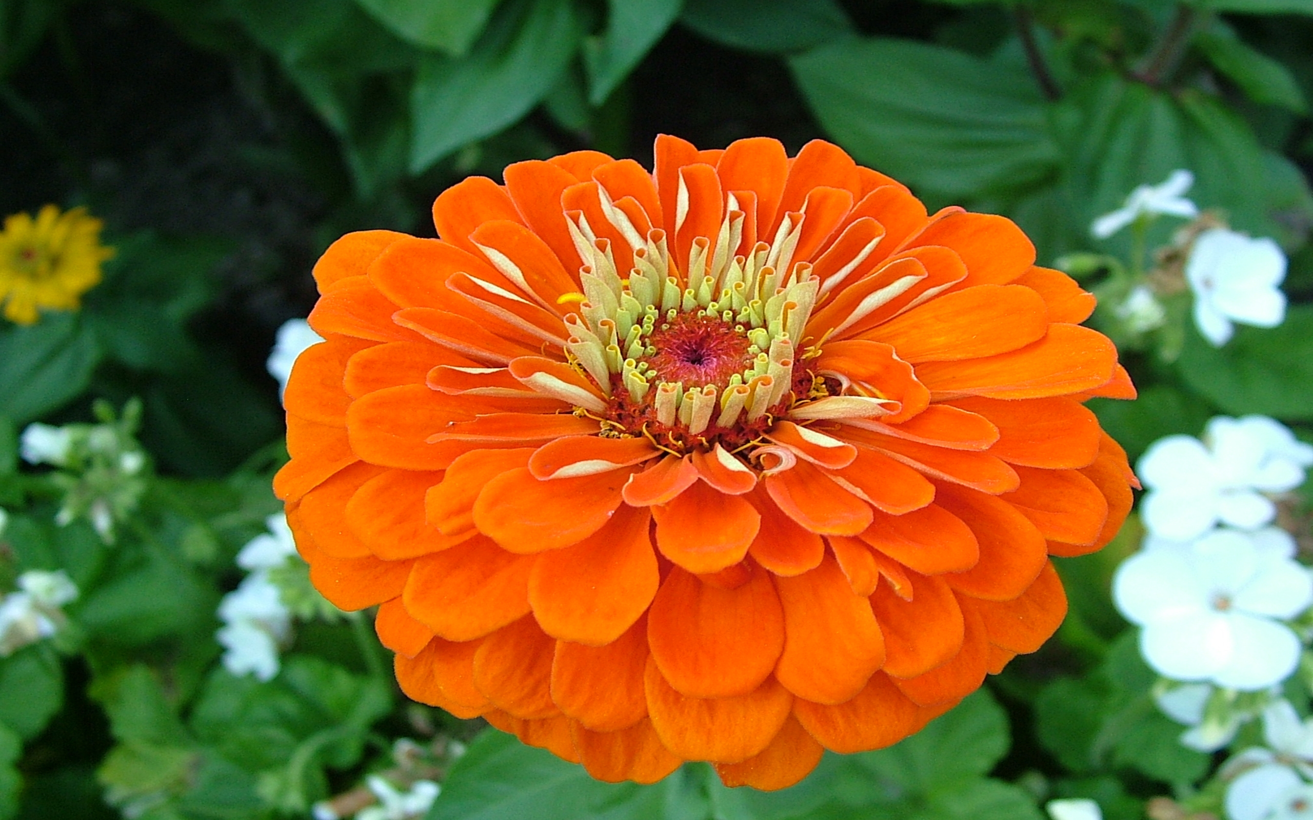 Descarga gratuita de fondo de pantalla para móvil de Flores, Flor, Tierra/naturaleza, Flor Naranja.