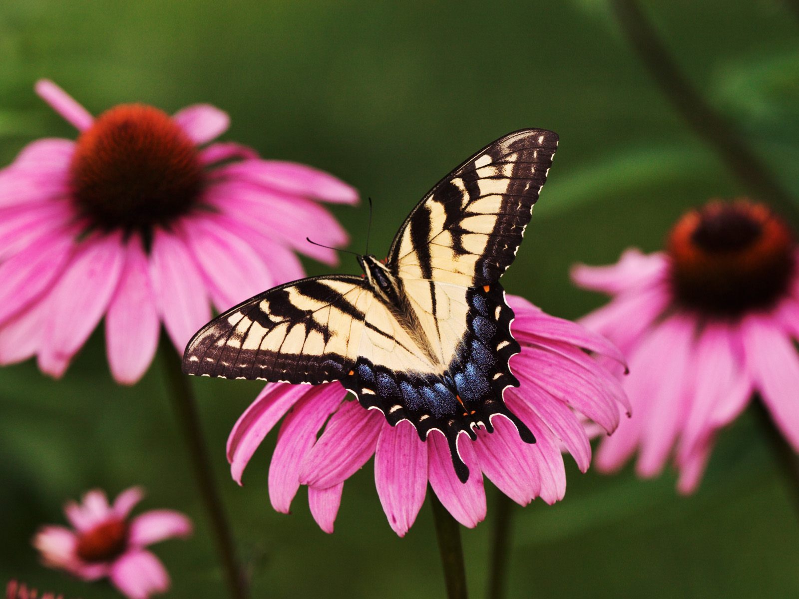 Завантажити шпалери безкоштовно Метелик, Тварина картинка на робочий стіл ПК