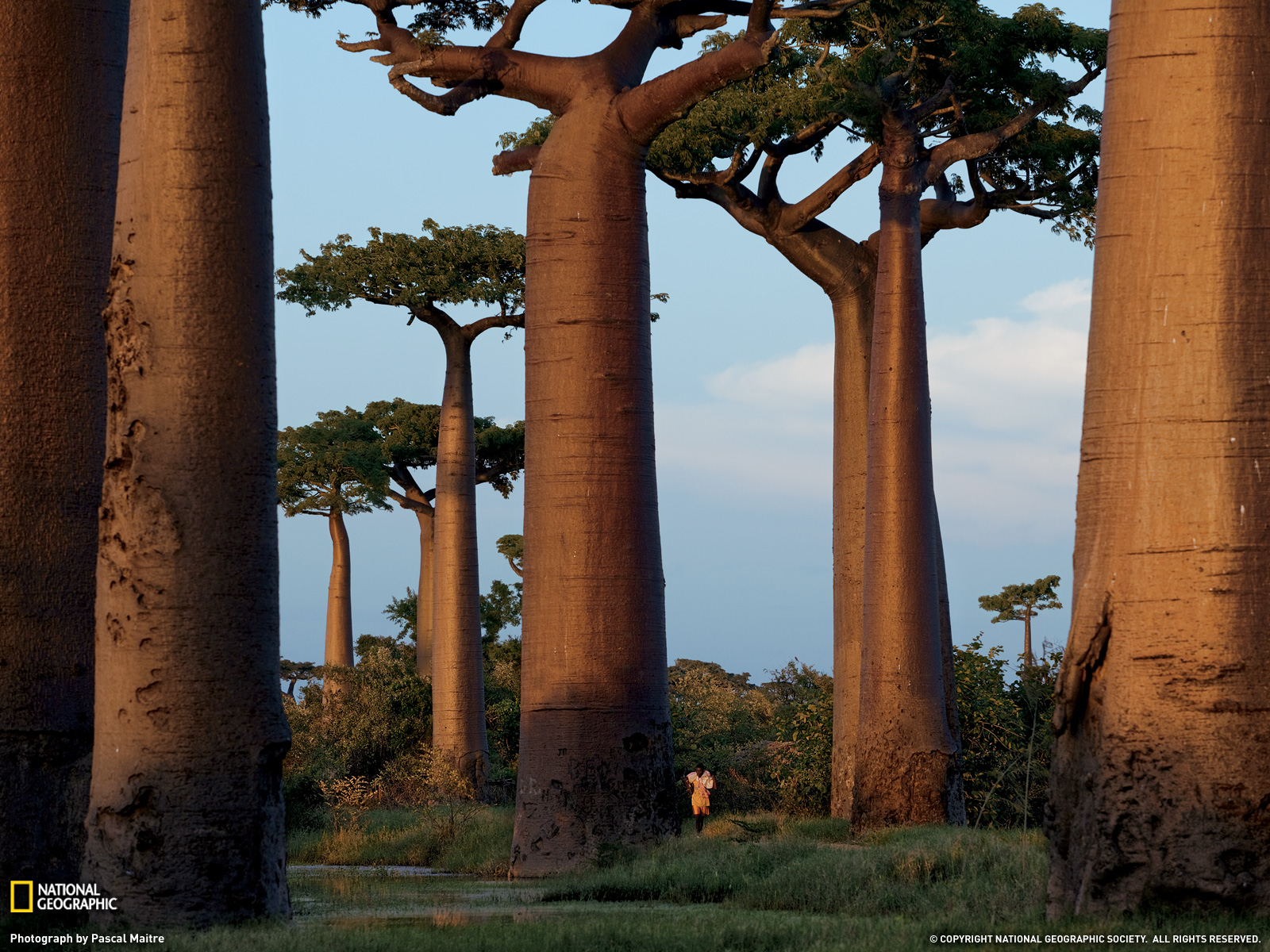 earth, baobab tree, trees