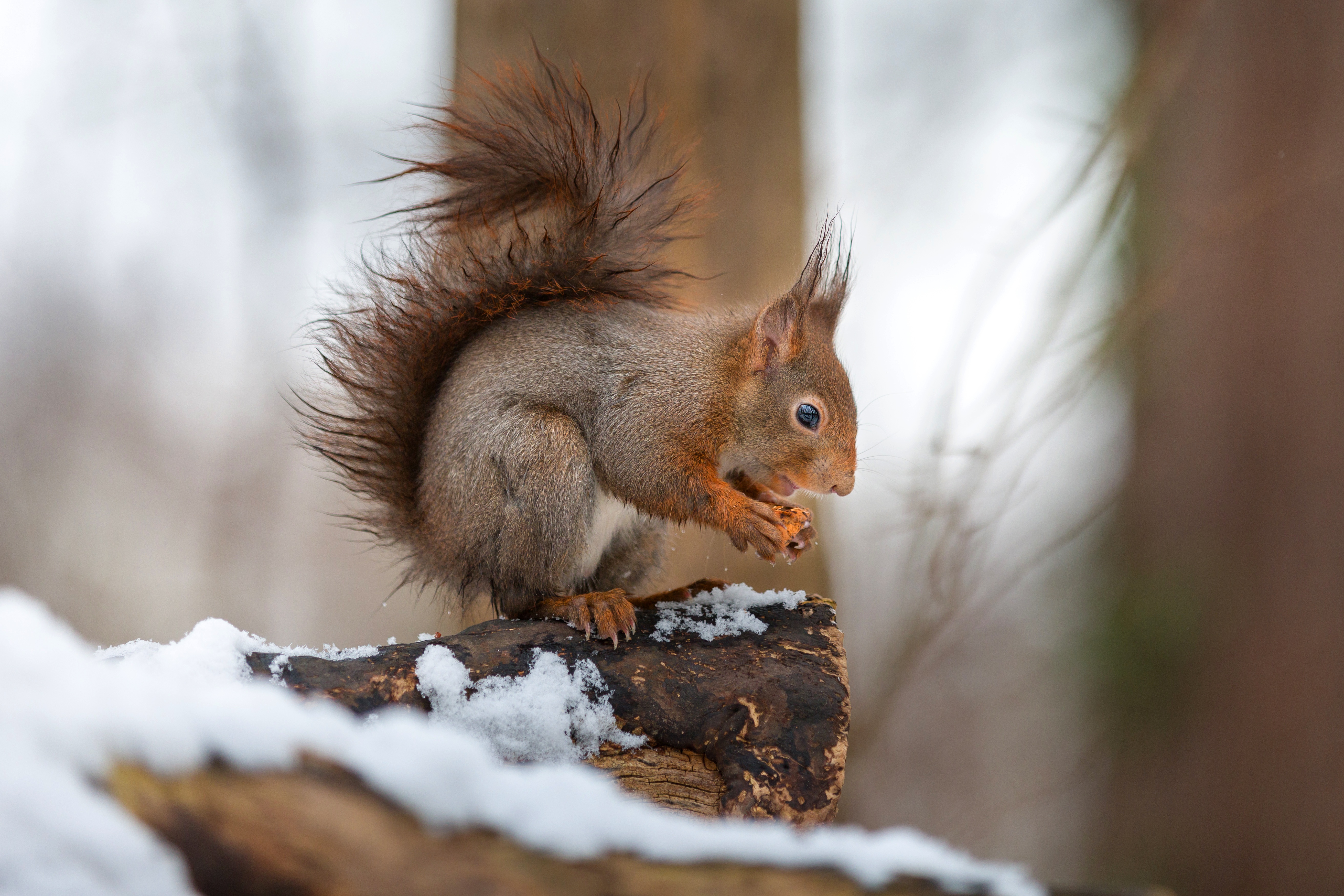 Download mobile wallpaper Winter, Squirrel, Snow, Animal, Profile for free.