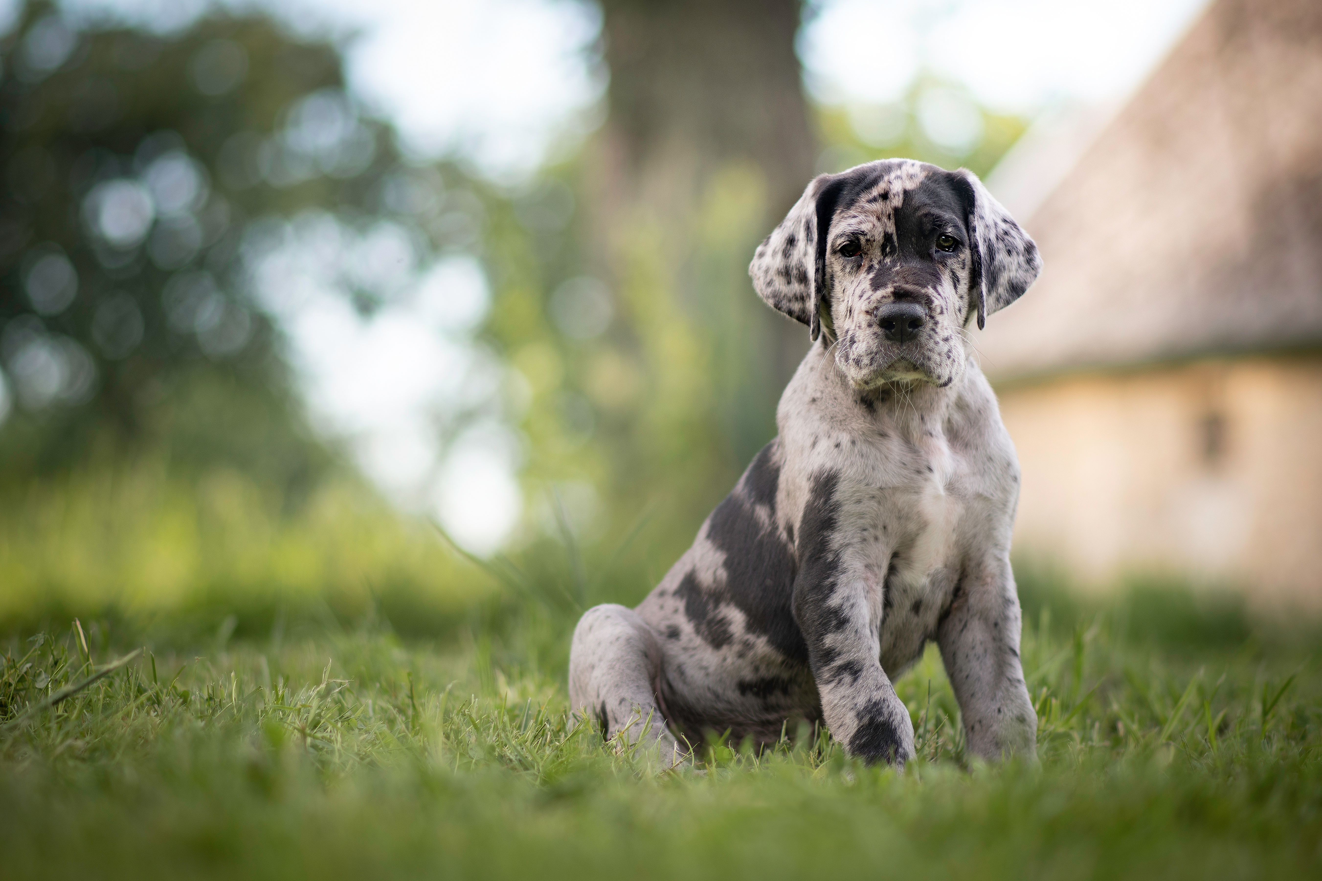 Free download wallpaper Dogs, Grass, Dog, Animal, Puppy, Baby Animal, Depth Of Field on your PC desktop