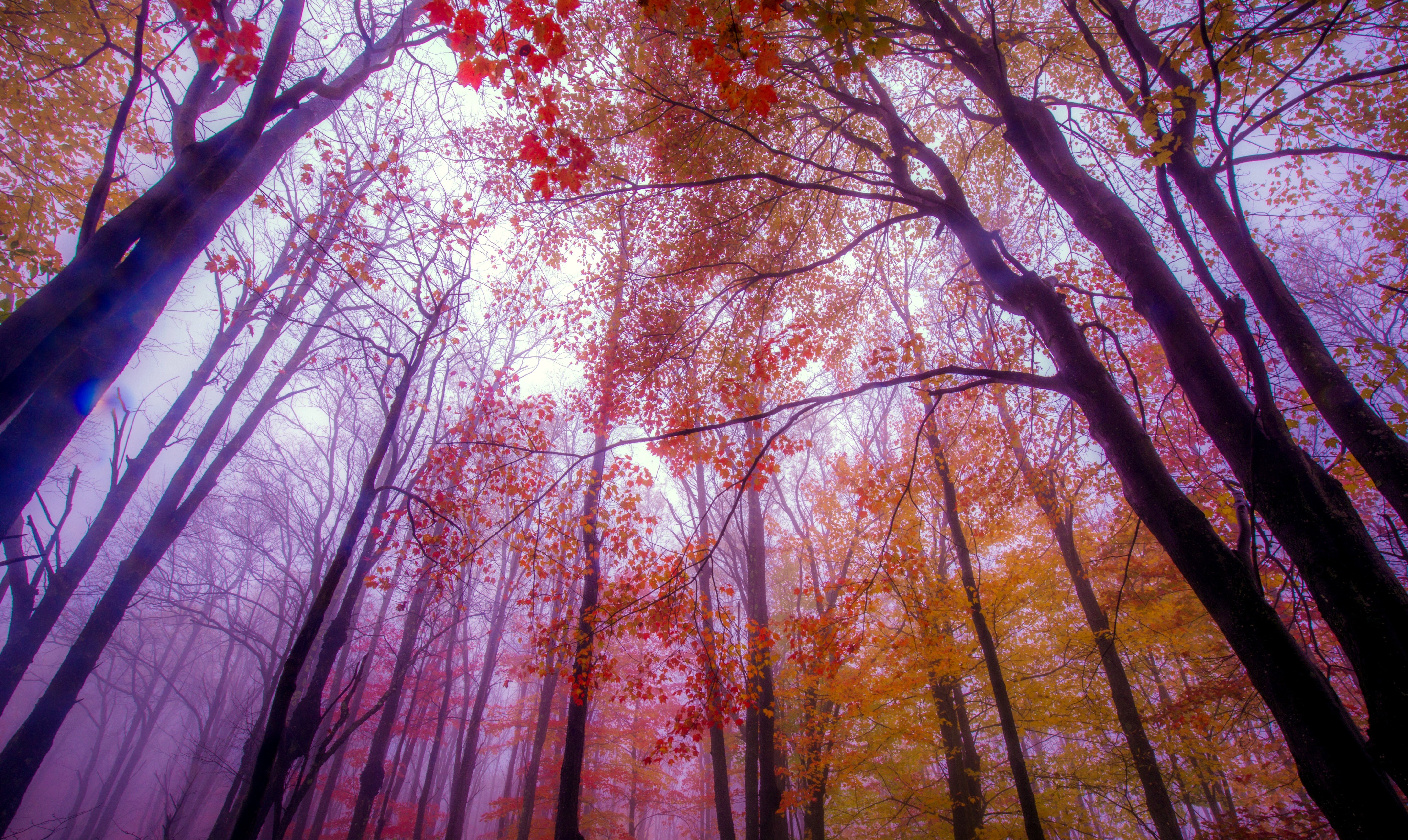 Laden Sie das Herbst, Baum, Überdachung, Erde/natur-Bild kostenlos auf Ihren PC-Desktop herunter