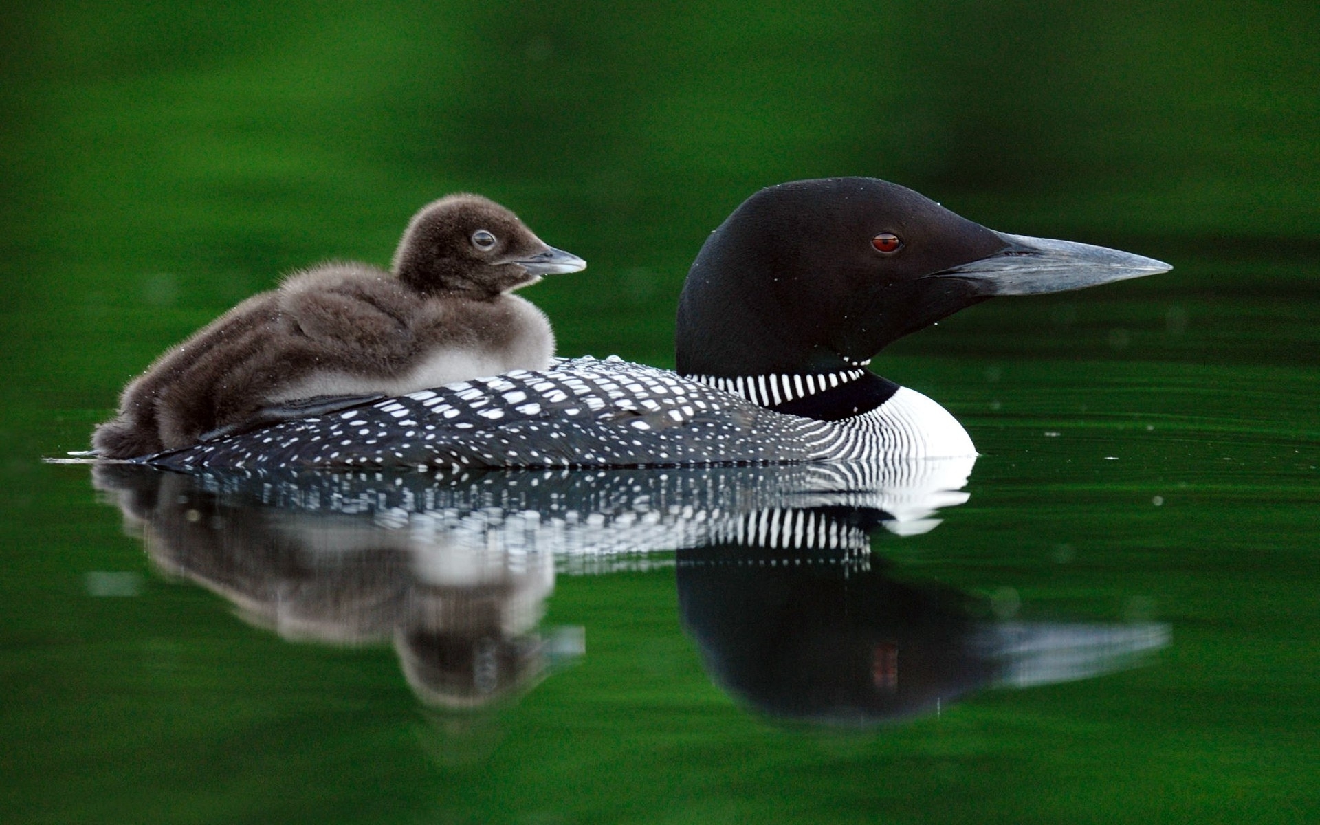 Baixe gratuitamente a imagem Pássaro, Aves, Animais na área de trabalho do seu PC