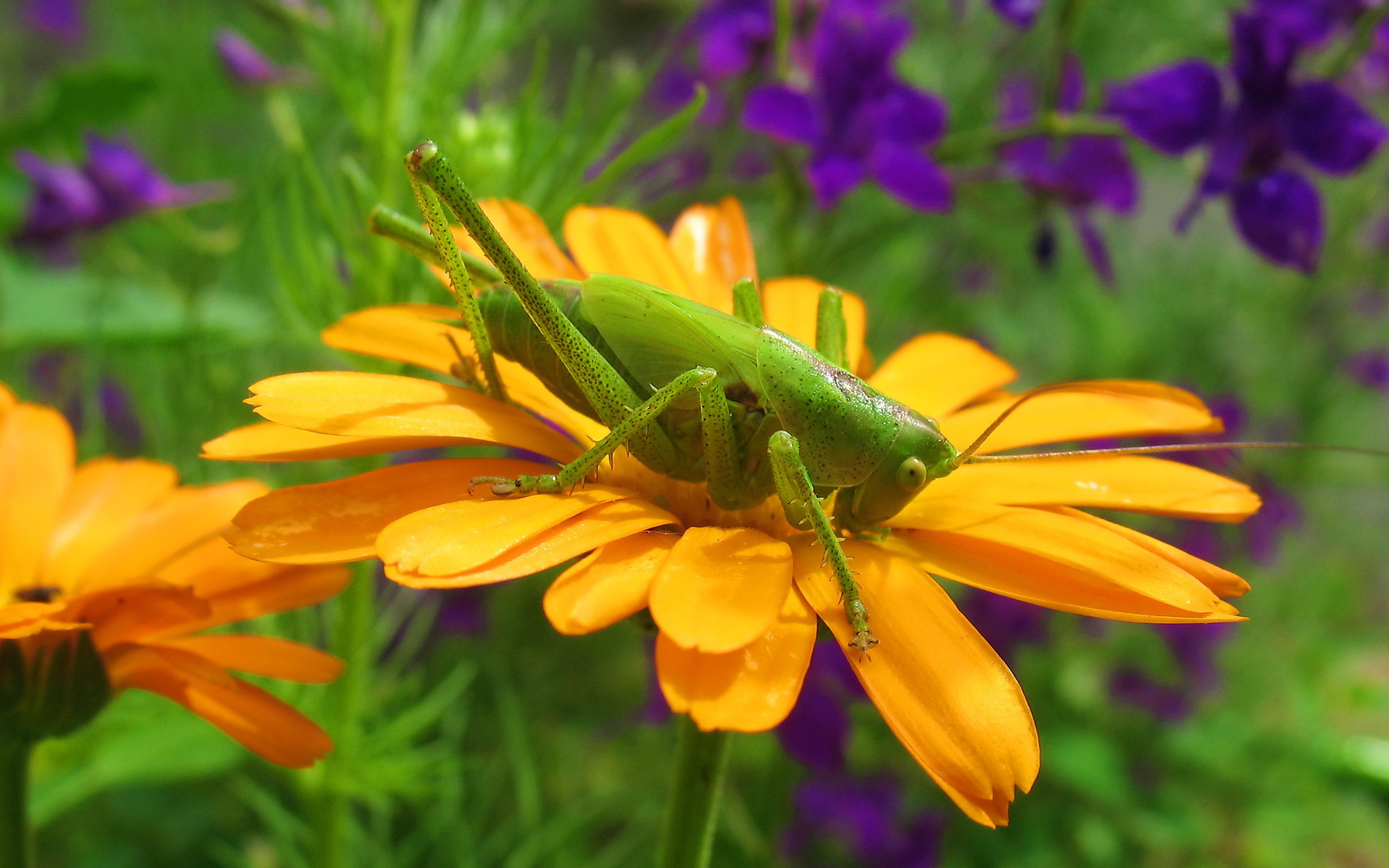 Free download wallpaper Flower, Animal, Grasshopper on your PC desktop