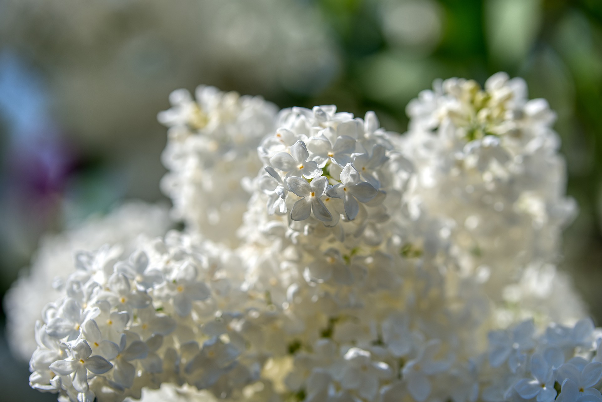 Téléchargez des papiers peints mobile Fleurs, Terre/nature, Lila gratuitement.