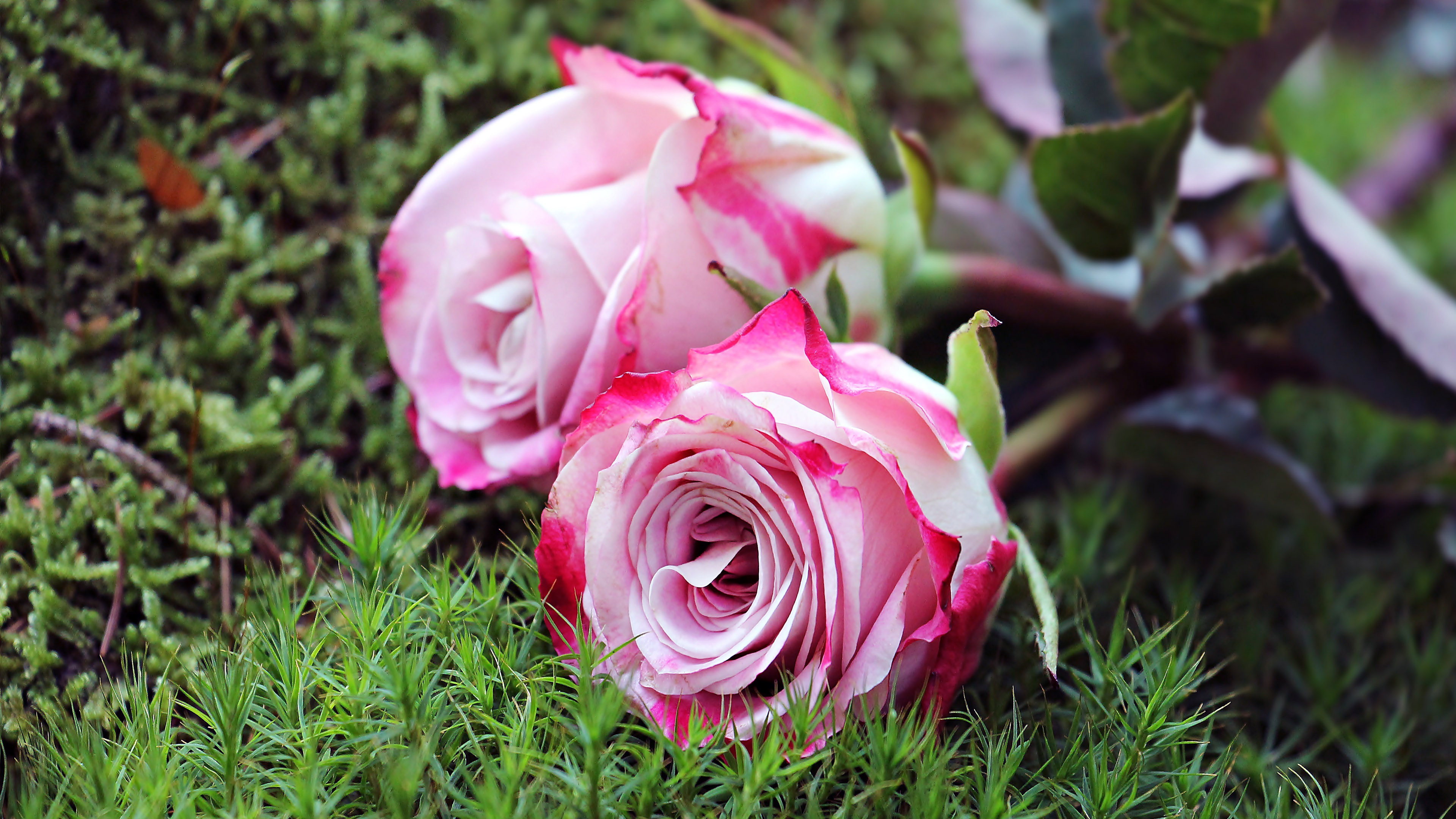Download mobile wallpaper Flowers, Grass, Rose, Earth, Pink Flower for free.