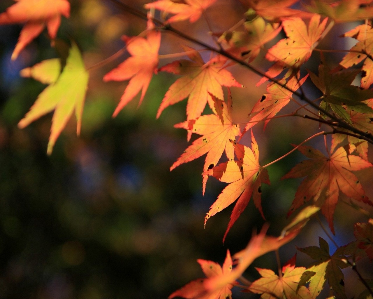 Laden Sie das Blatt, Erde/natur-Bild kostenlos auf Ihren PC-Desktop herunter