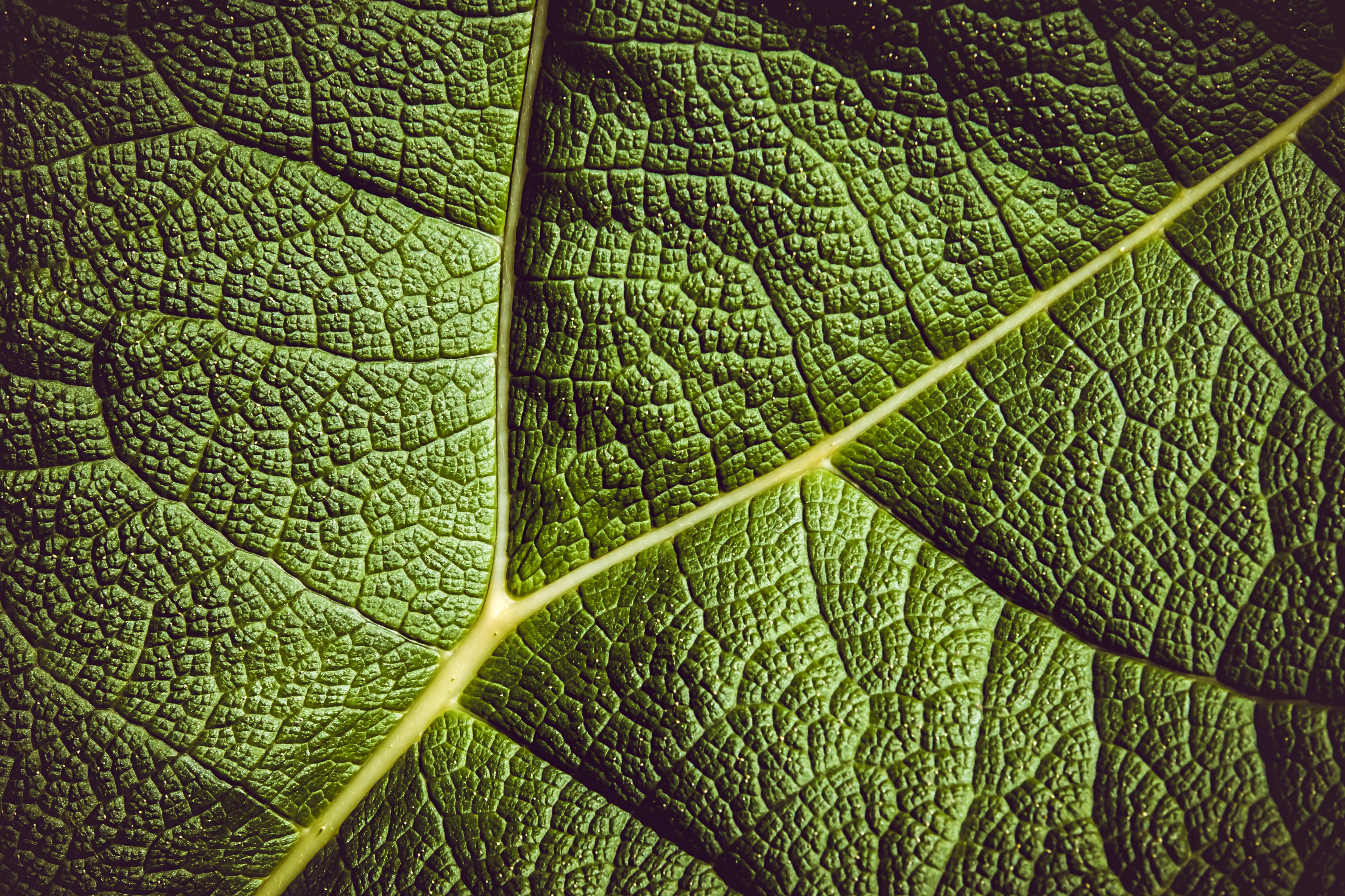 veins, green, plant, macro, sheet, leaf, ribbed