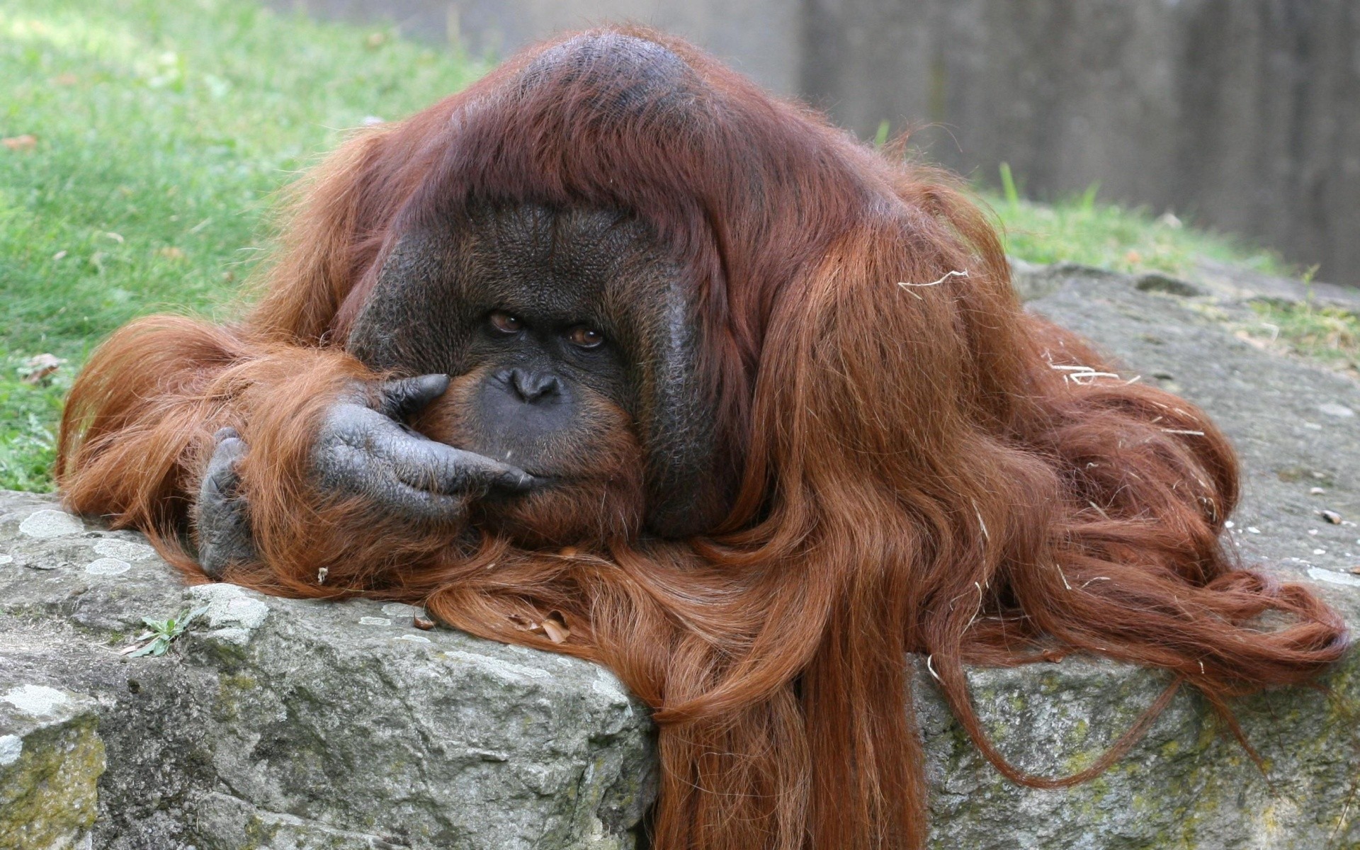283881 télécharger l'image orang outan, animaux, primate, singes - fonds d'écran et économiseurs d'écran gratuits