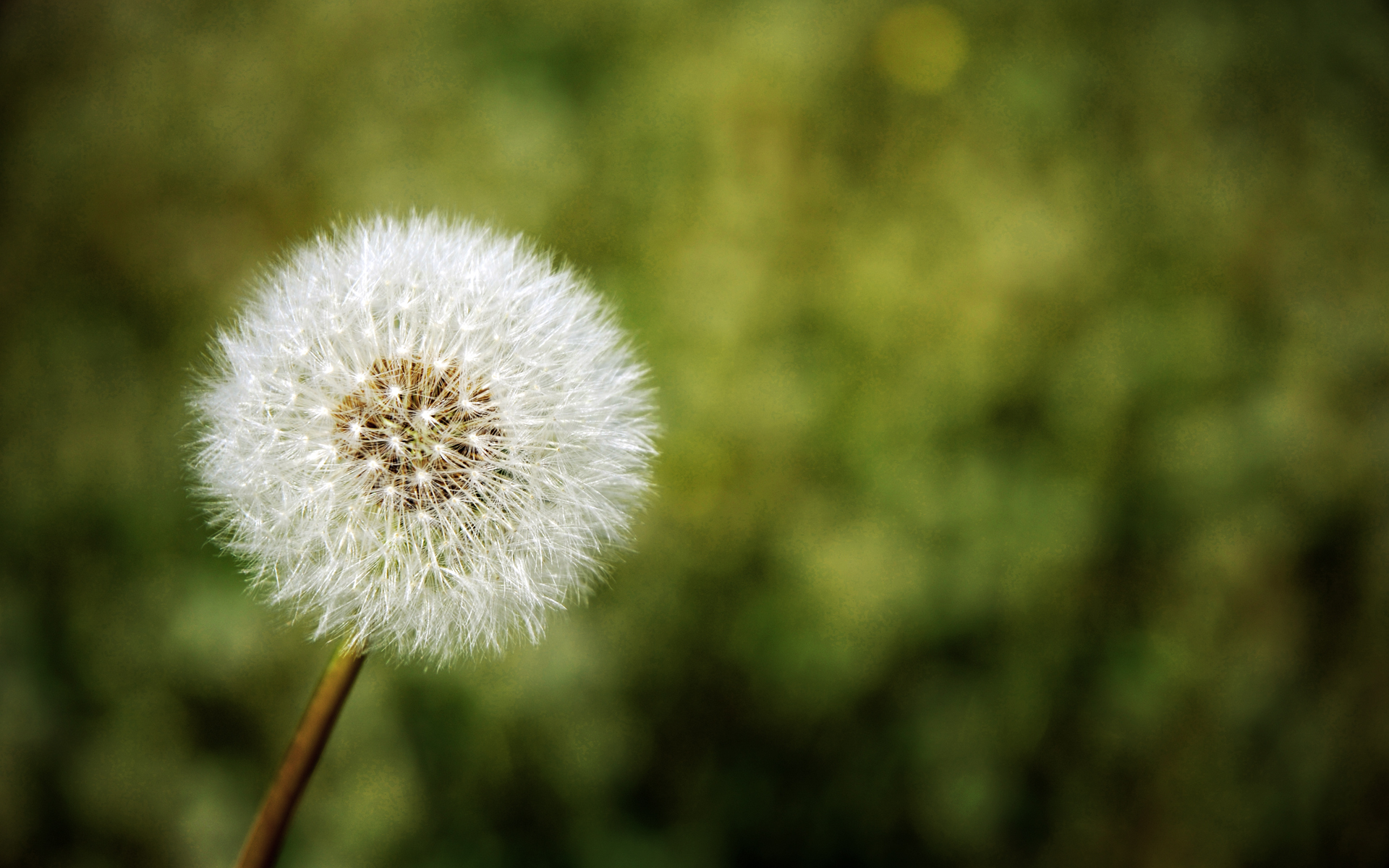 Handy-Wallpaper Löwenzahn, Blume, Erde/natur kostenlos herunterladen.