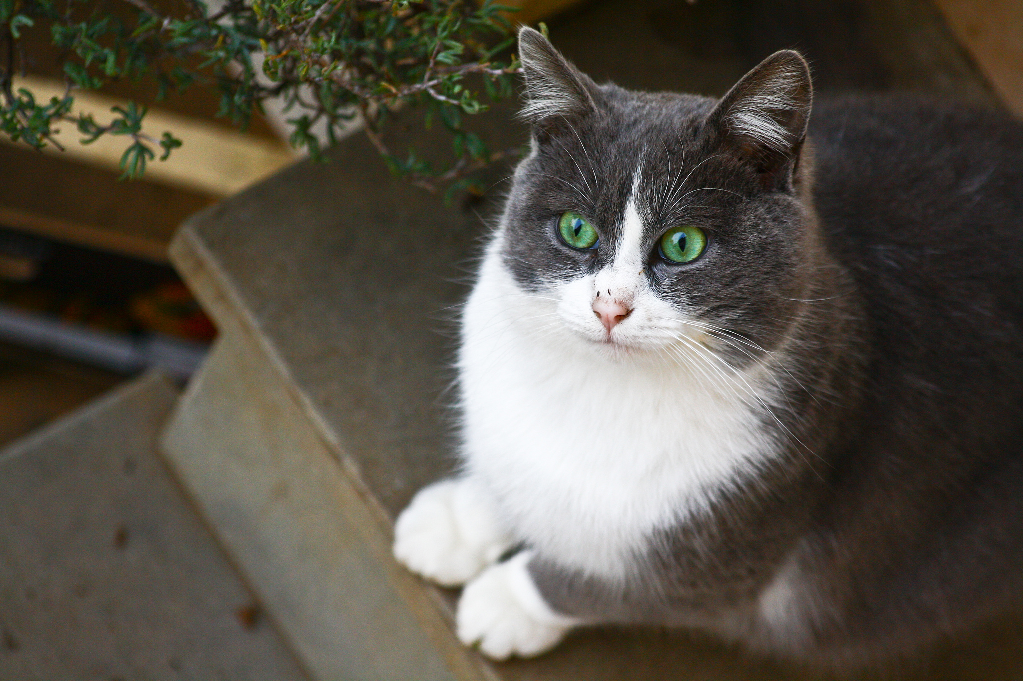 Baixe gratuitamente a imagem Animais, Gatos, Gato na área de trabalho do seu PC