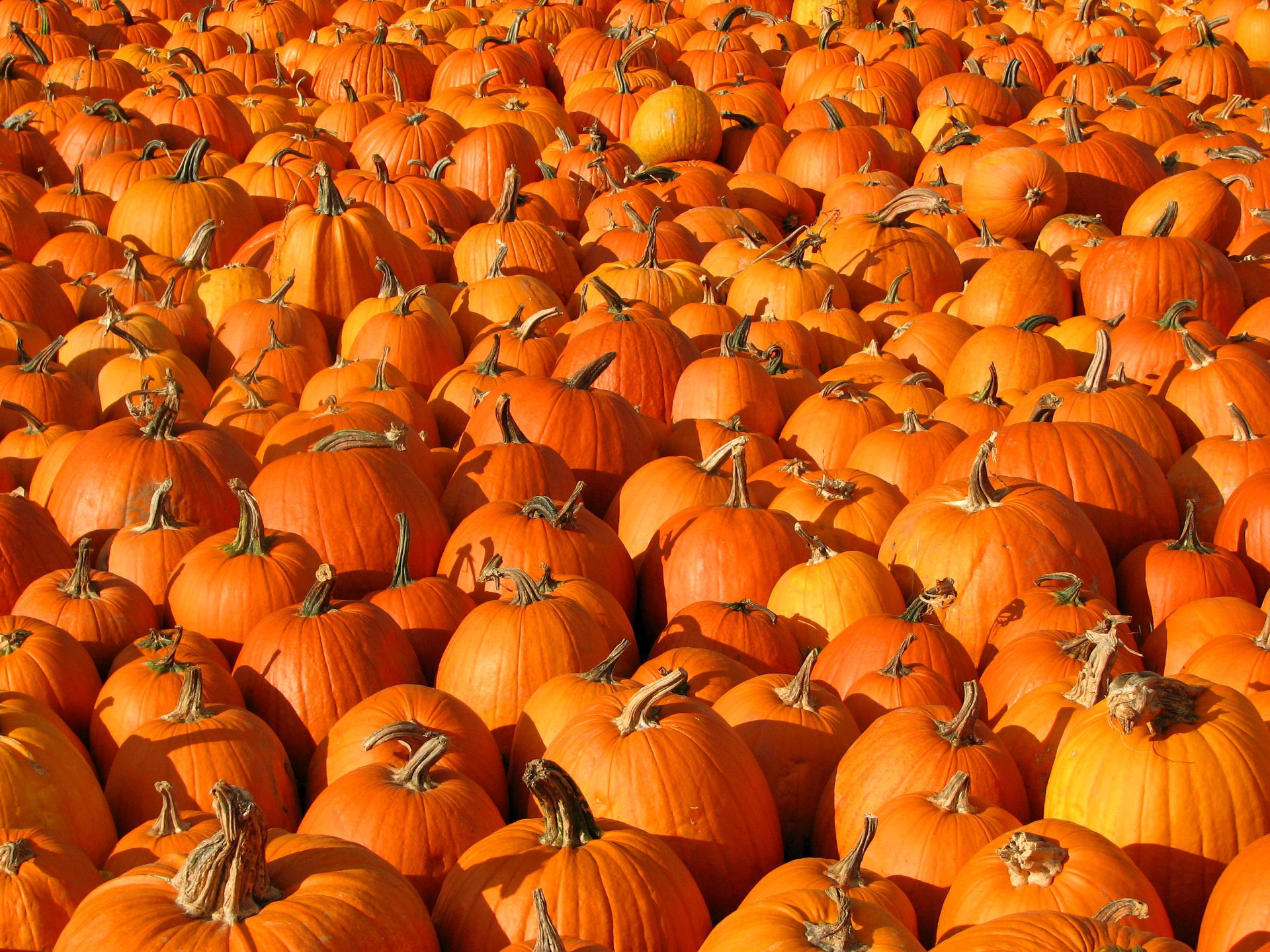 Laden Sie das Halloween, Kürbis, Nahrungsmittel-Bild kostenlos auf Ihren PC-Desktop herunter