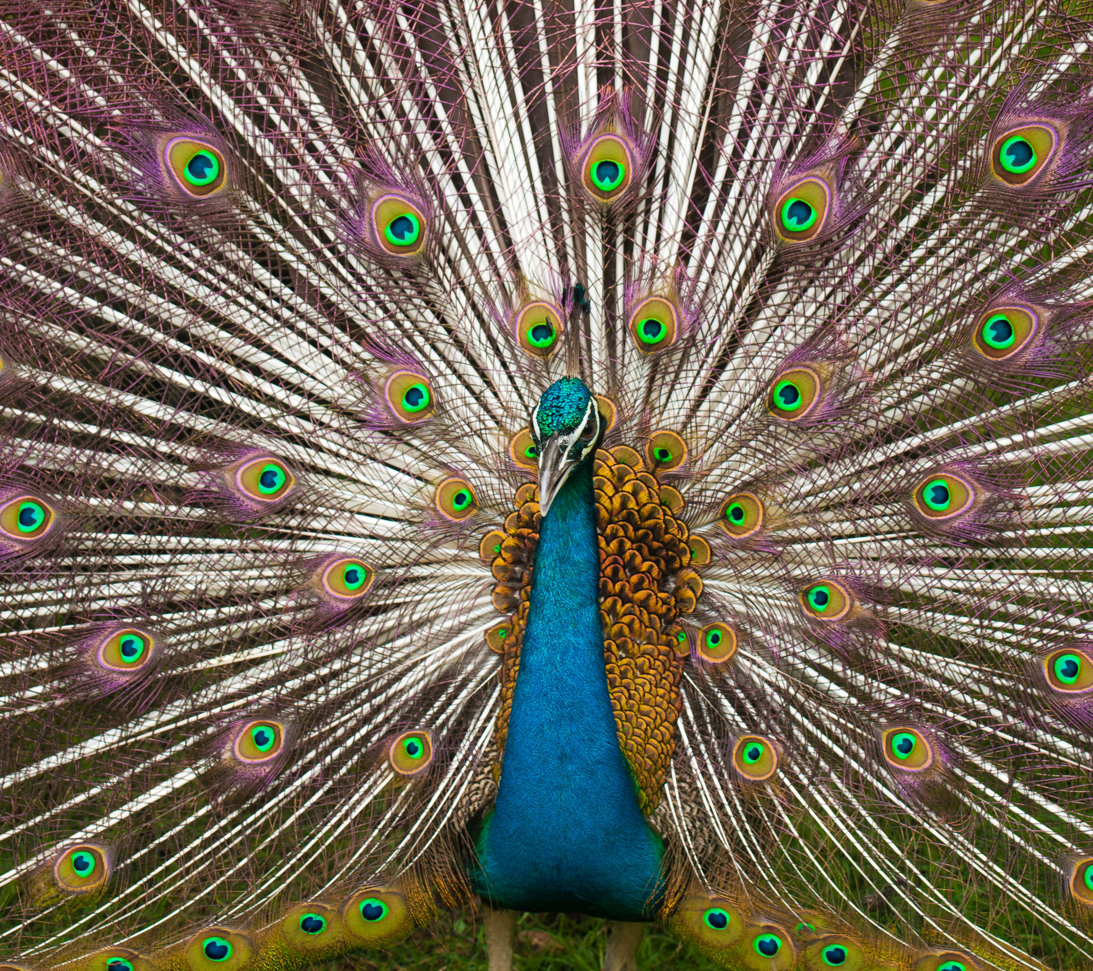 Download mobile wallpaper Birds, Animal, Peacock for free.