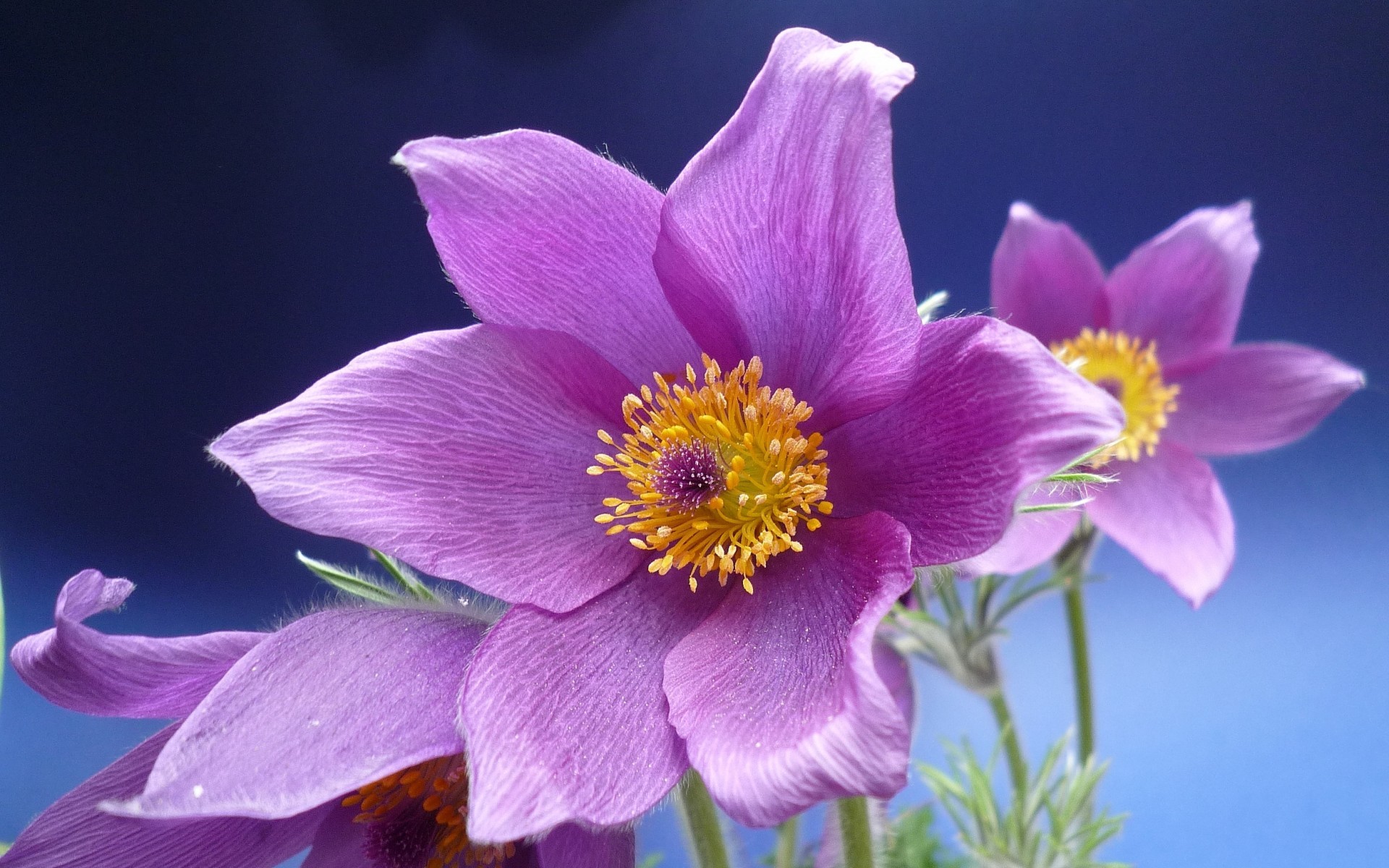 Free download wallpaper Flowers, Violet, Plants on your PC desktop