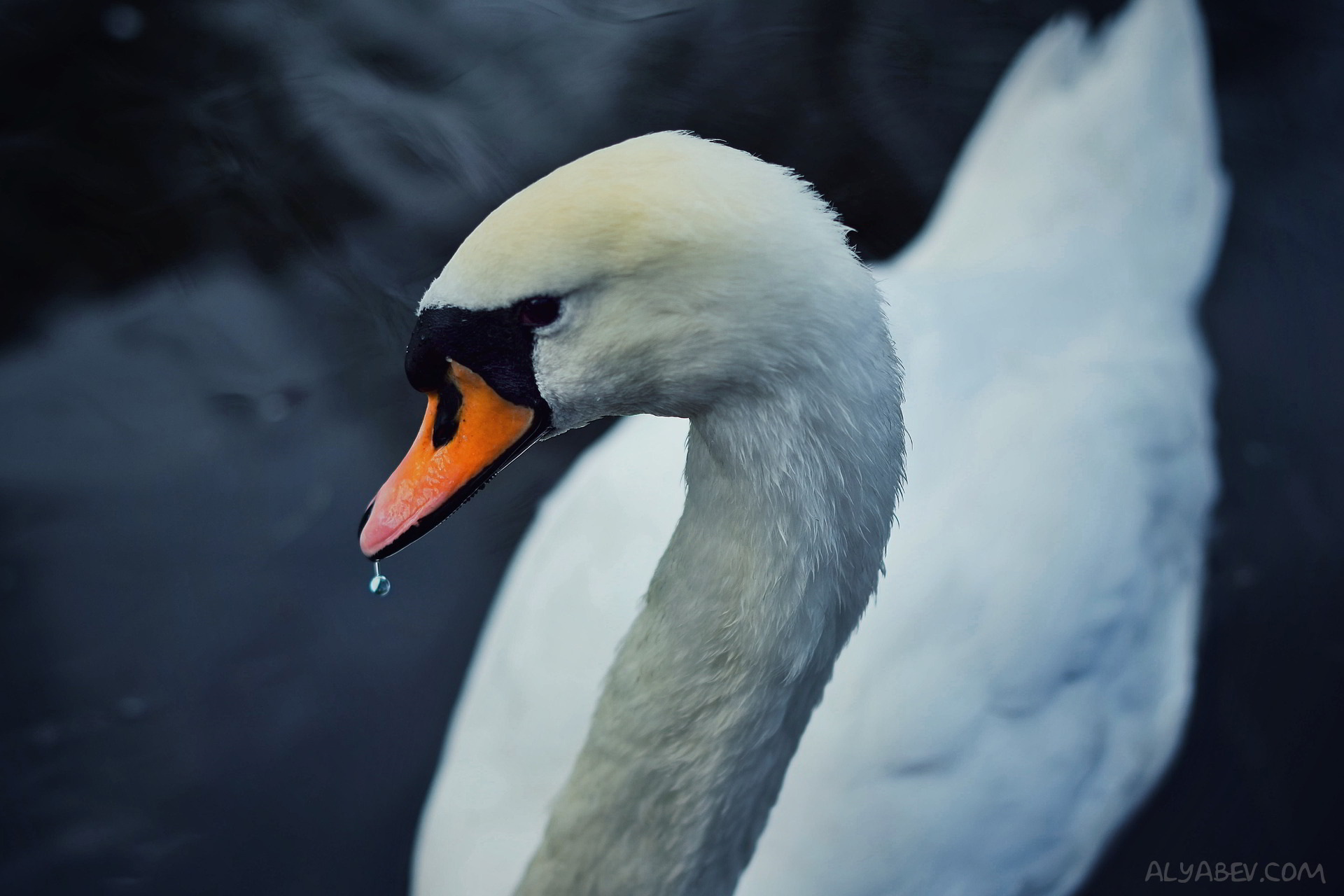 Baixe gratuitamente a imagem Animais, Aves, Cisne, Cisne Mudo na área de trabalho do seu PC