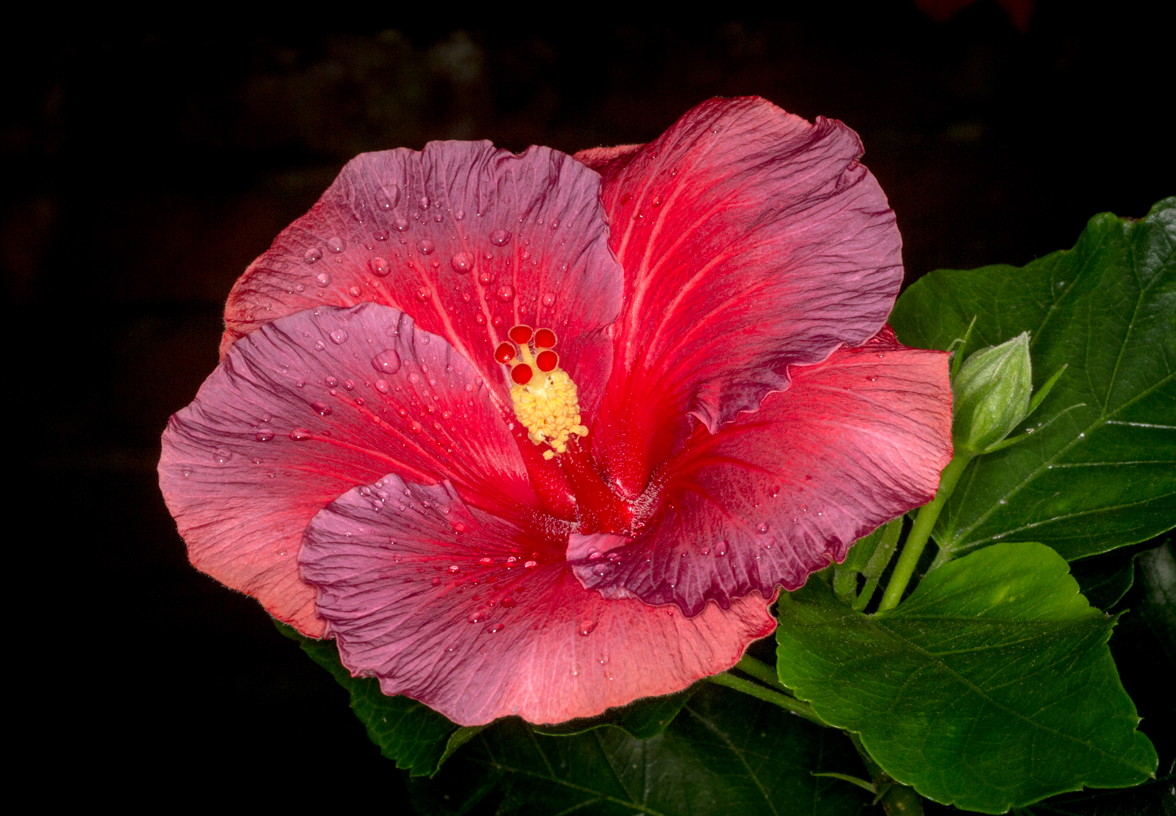 Téléchargez gratuitement l'image Fleurs, Fleur, Hibiscus, Fleur Rouge, Terre/nature sur le bureau de votre PC