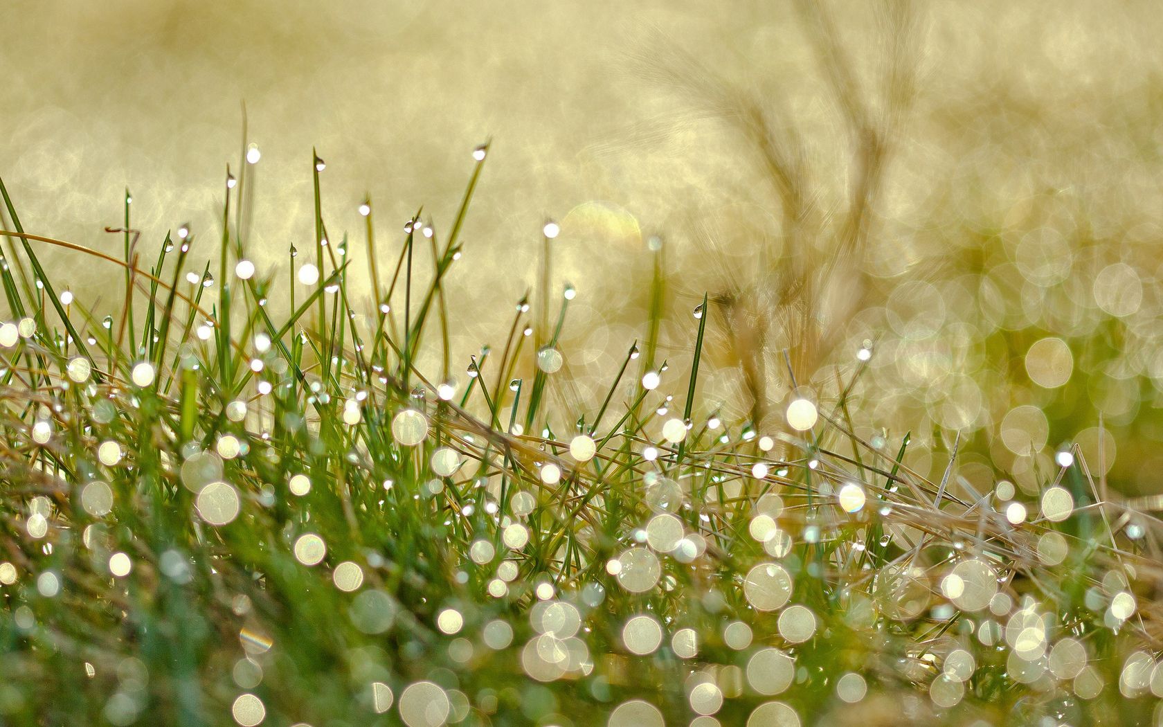 Laden Sie das Grass, Drops, Makro, Tau, Licht, Scheinen-Bild kostenlos auf Ihren PC-Desktop herunter