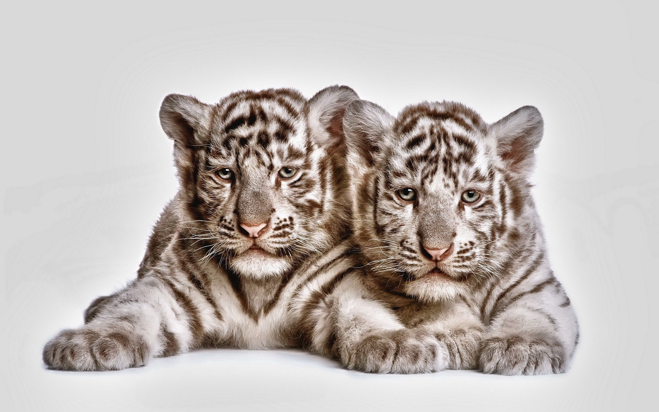 Mobile wallpaper young, animals, couple, pair, muzzle, cubs, tiger cubs