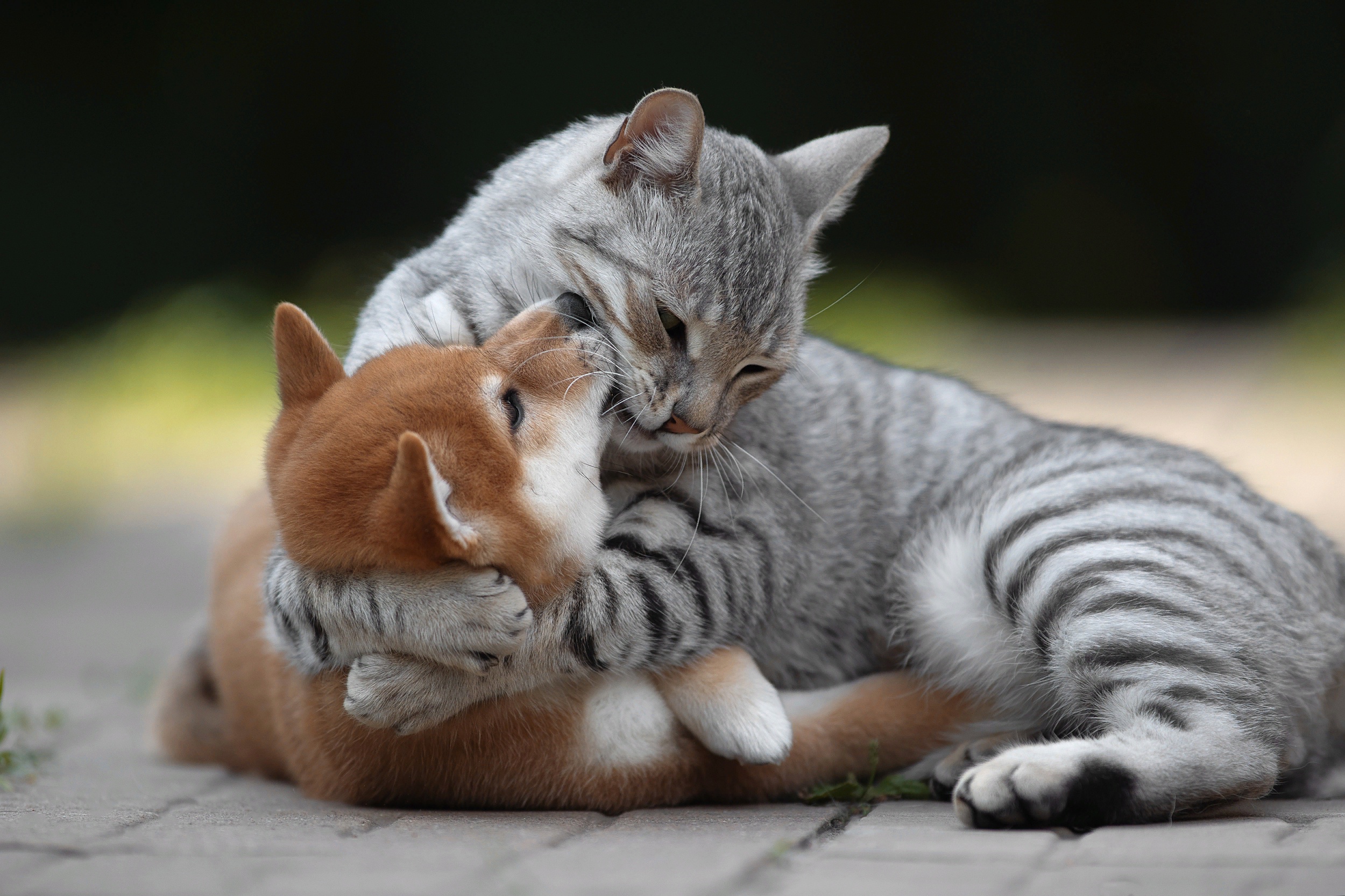 Laden Sie das Tiere, Katz & Hund-Bild kostenlos auf Ihren PC-Desktop herunter