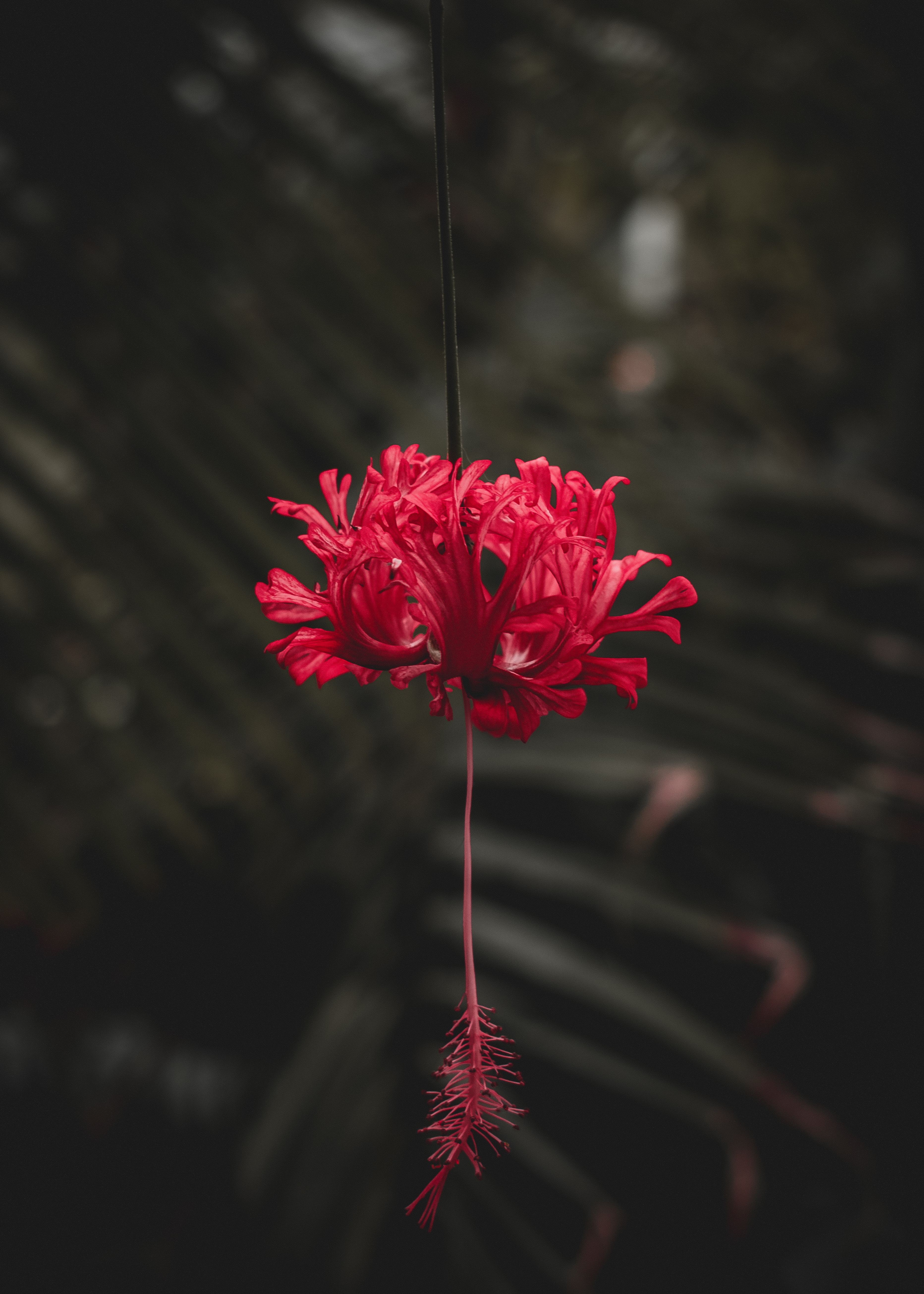 android flower, stalk, flowers, red, petals, stem
