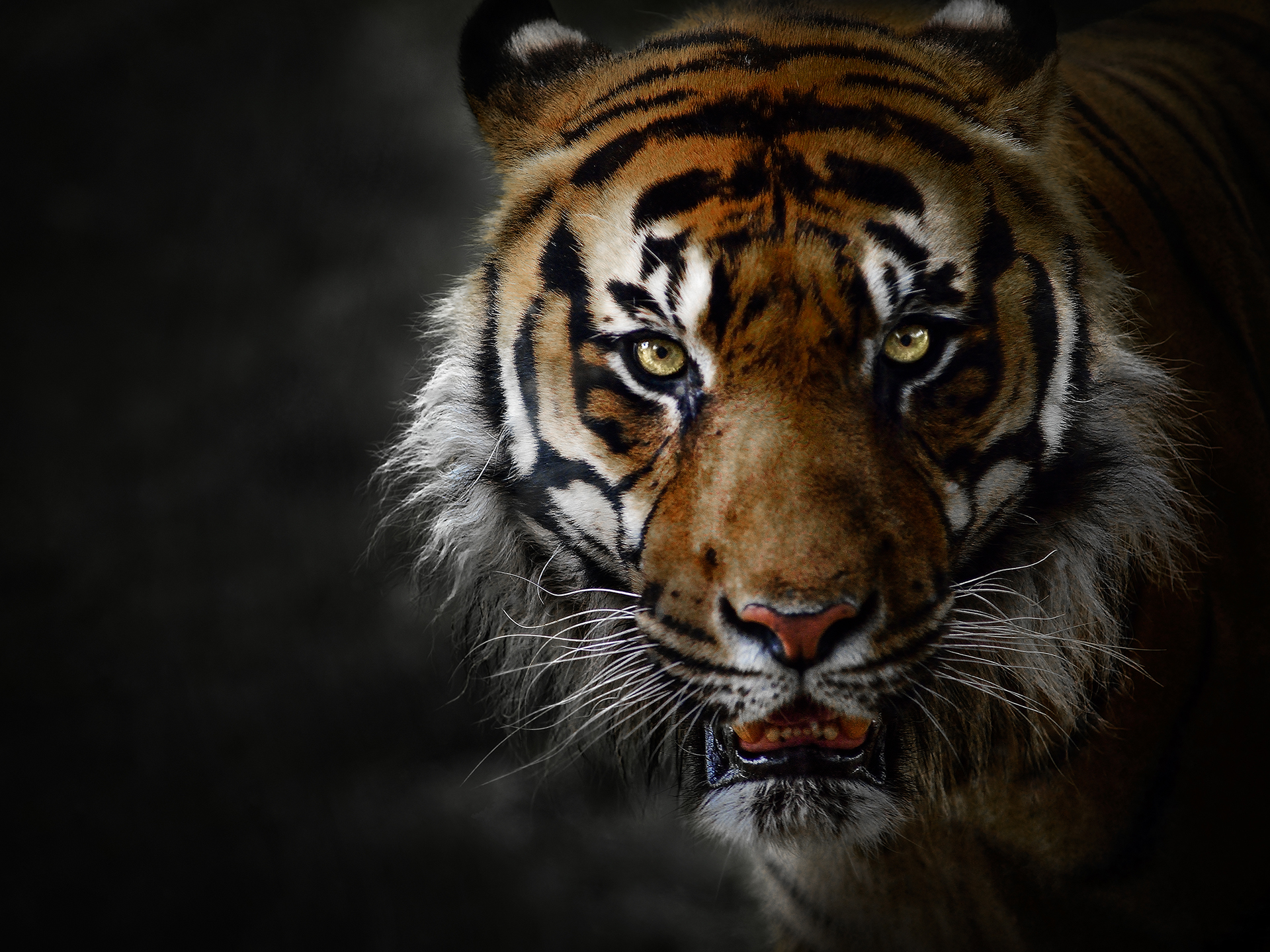 無料モバイル壁紙動物, 猫, 虎, 顔をダウンロードします。