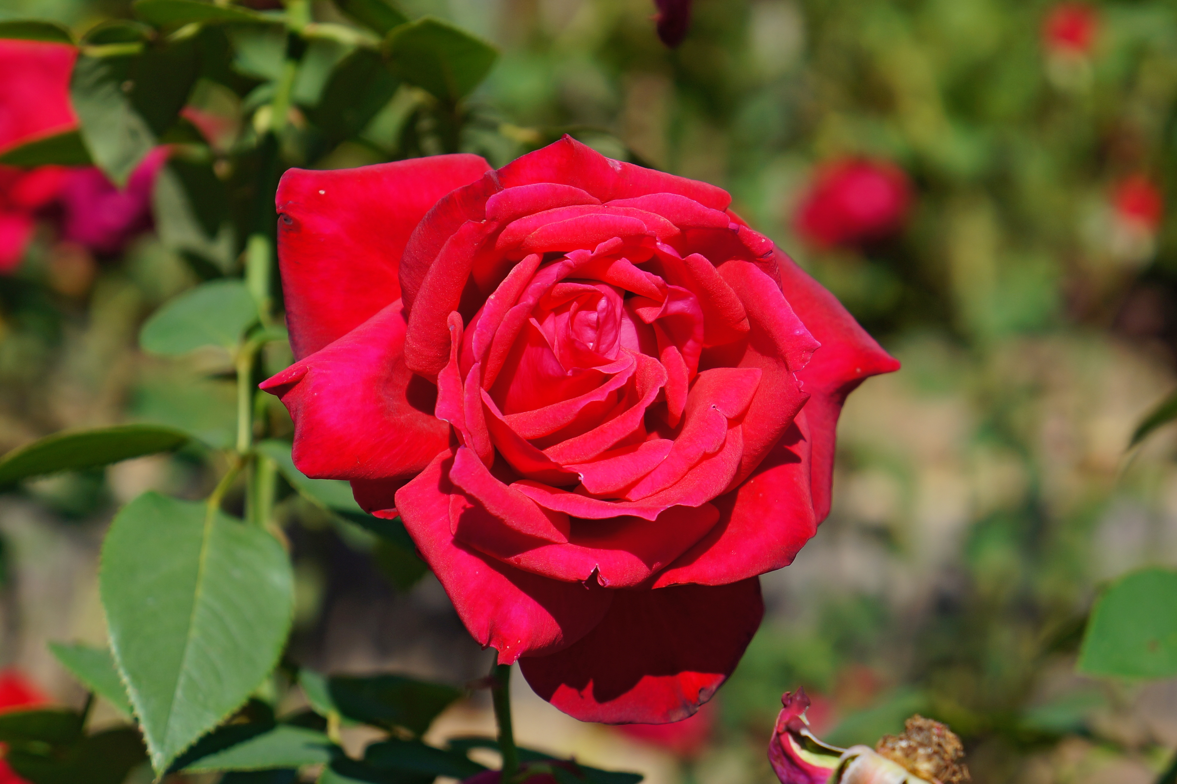 Descarga gratuita de fondo de pantalla para móvil de Flores, Rosa, Tierra/naturaleza.