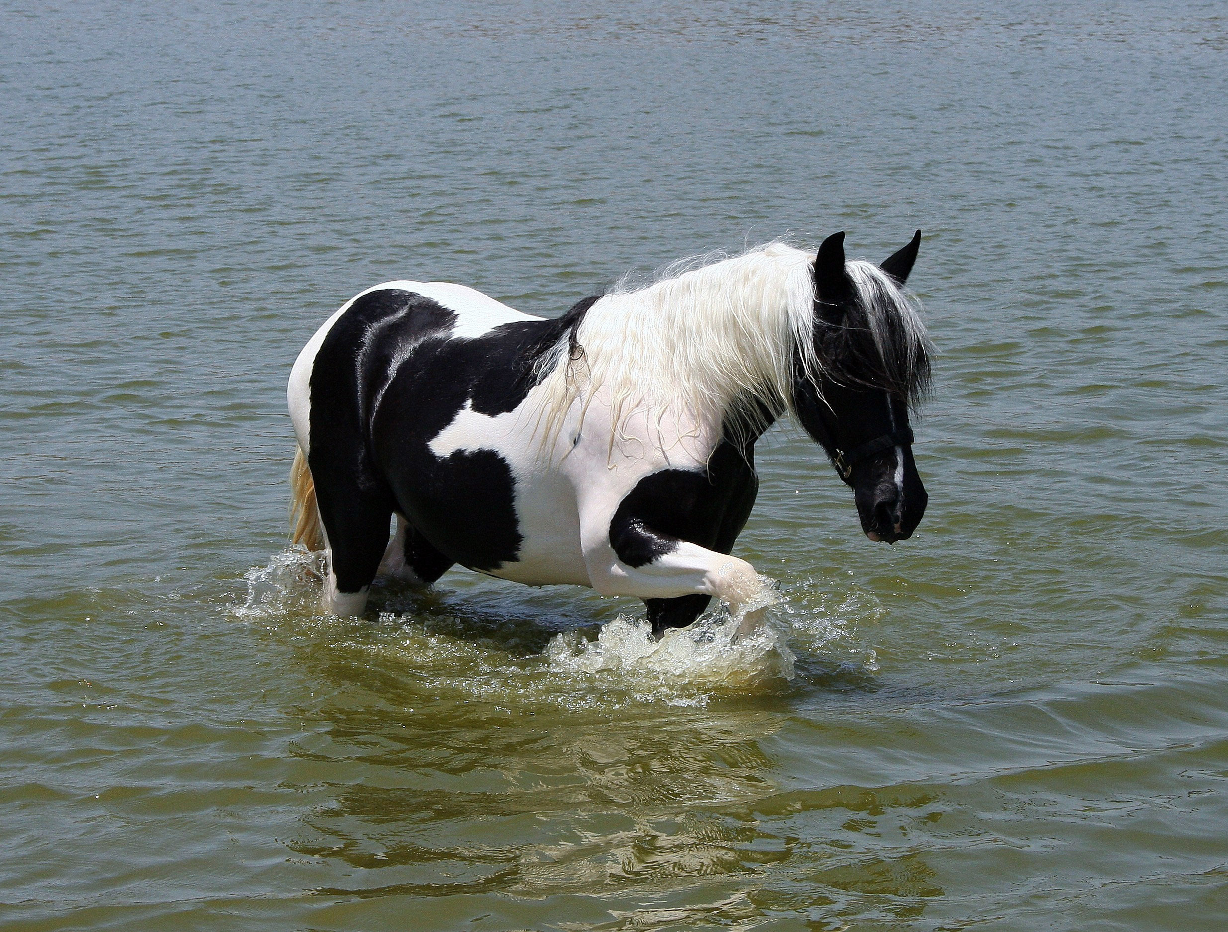 Baixar papel de parede para celular de Animais, Cavalo gratuito.