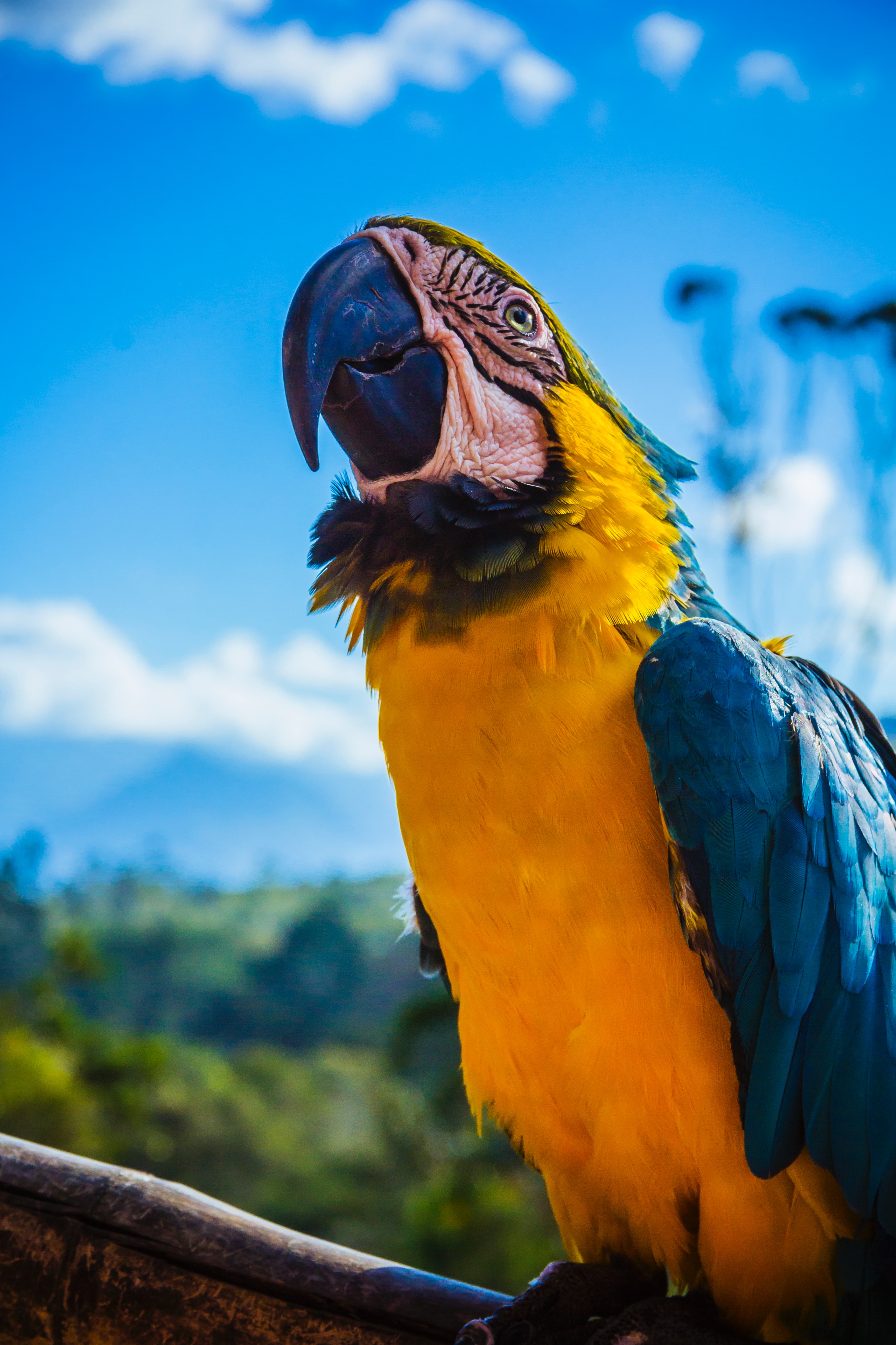 100411 Bild herunterladen tiere, papageien, vogel, schnabel, farbe, ara - Hintergrundbilder und Bildschirmschoner kostenlos