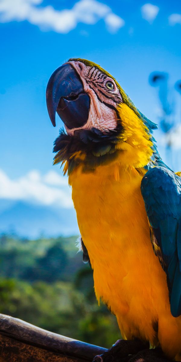 Papel de parede para celular: Arara, Cor, Animais, Papagaios, Pássaro ...