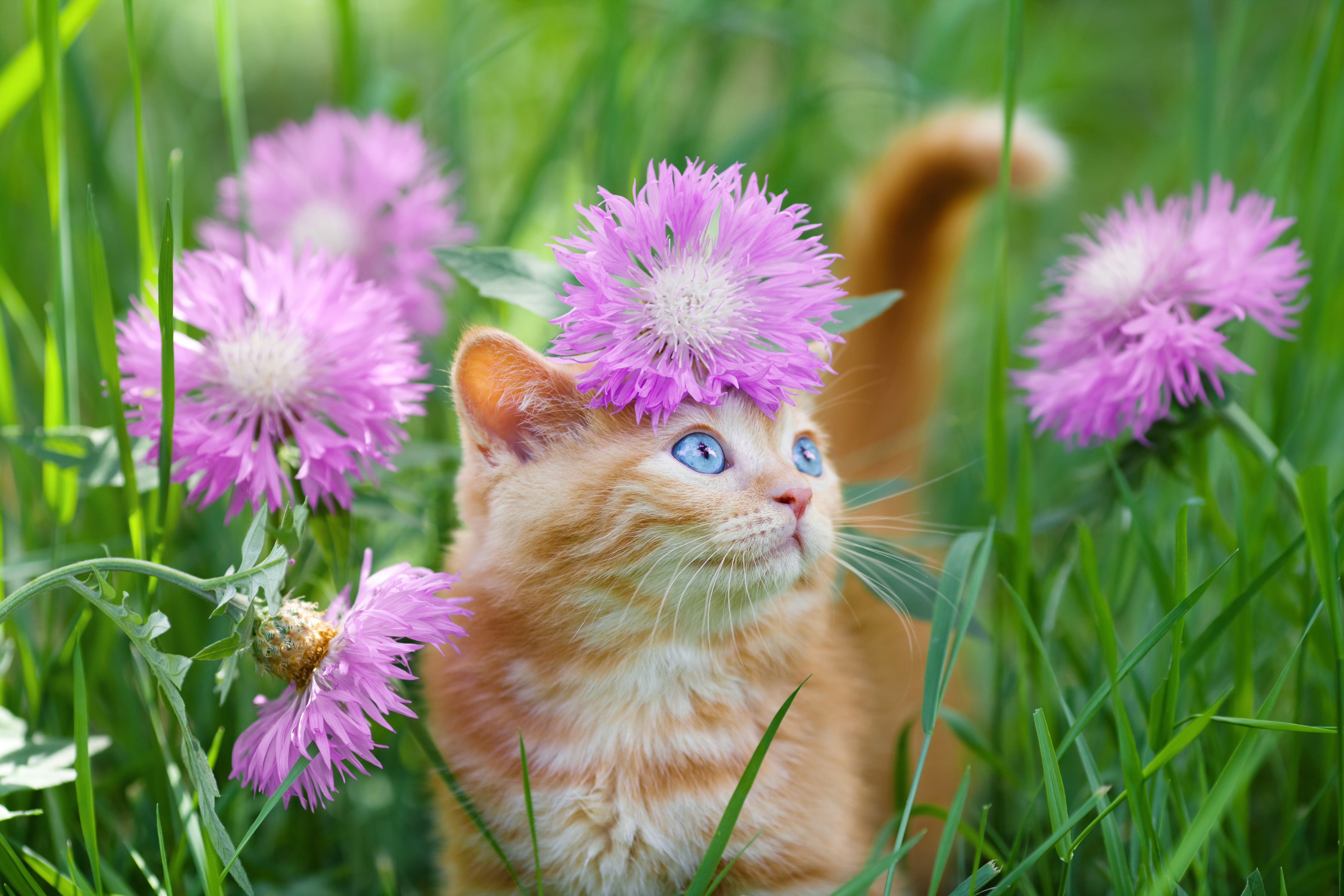 Téléchargez gratuitement l'image Animaux, Chats, Fleur, Chat, Chaton, Bébé Animal, Fleur Rose sur le bureau de votre PC