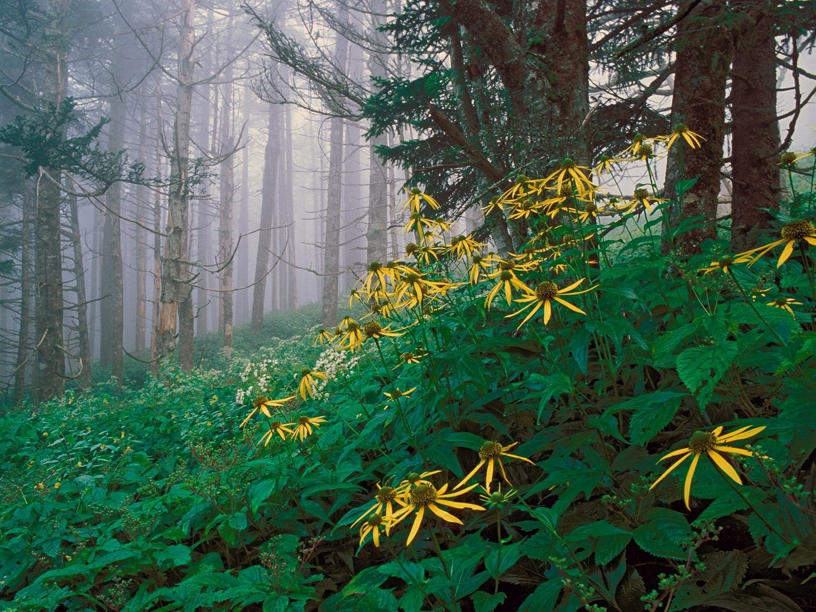 Скачать обои бесплатно Природа, Цветок, Лес, Дерево, Туман, Земля/природа картинка на рабочий стол ПК