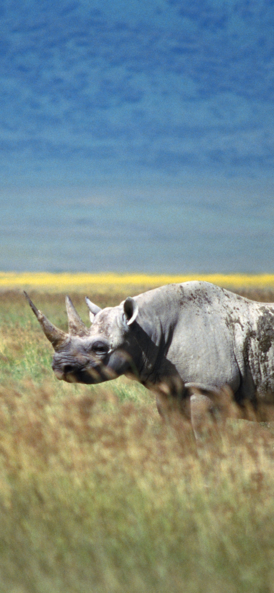 Descarga gratuita de fondo de pantalla para móvil de Animales, Rinoceronte.