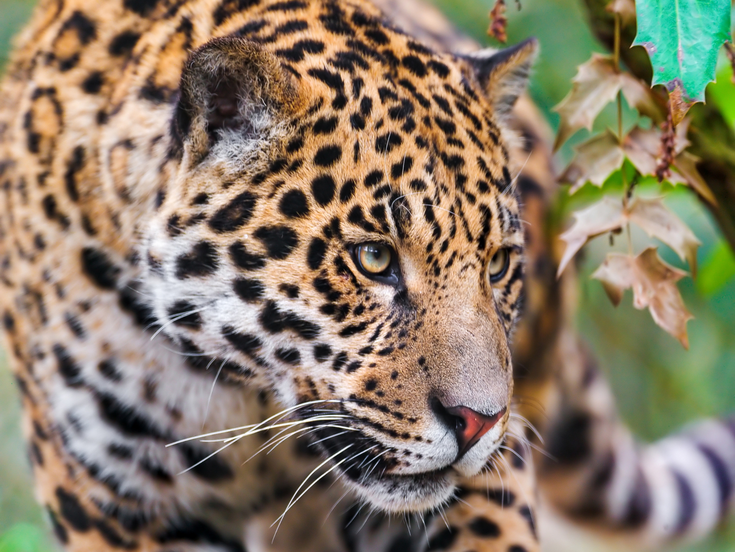 156594 descargar imagen animales, jaguar, bozal, manchado, irregular, visión, opinión: fondos de pantalla y protectores de pantalla gratis