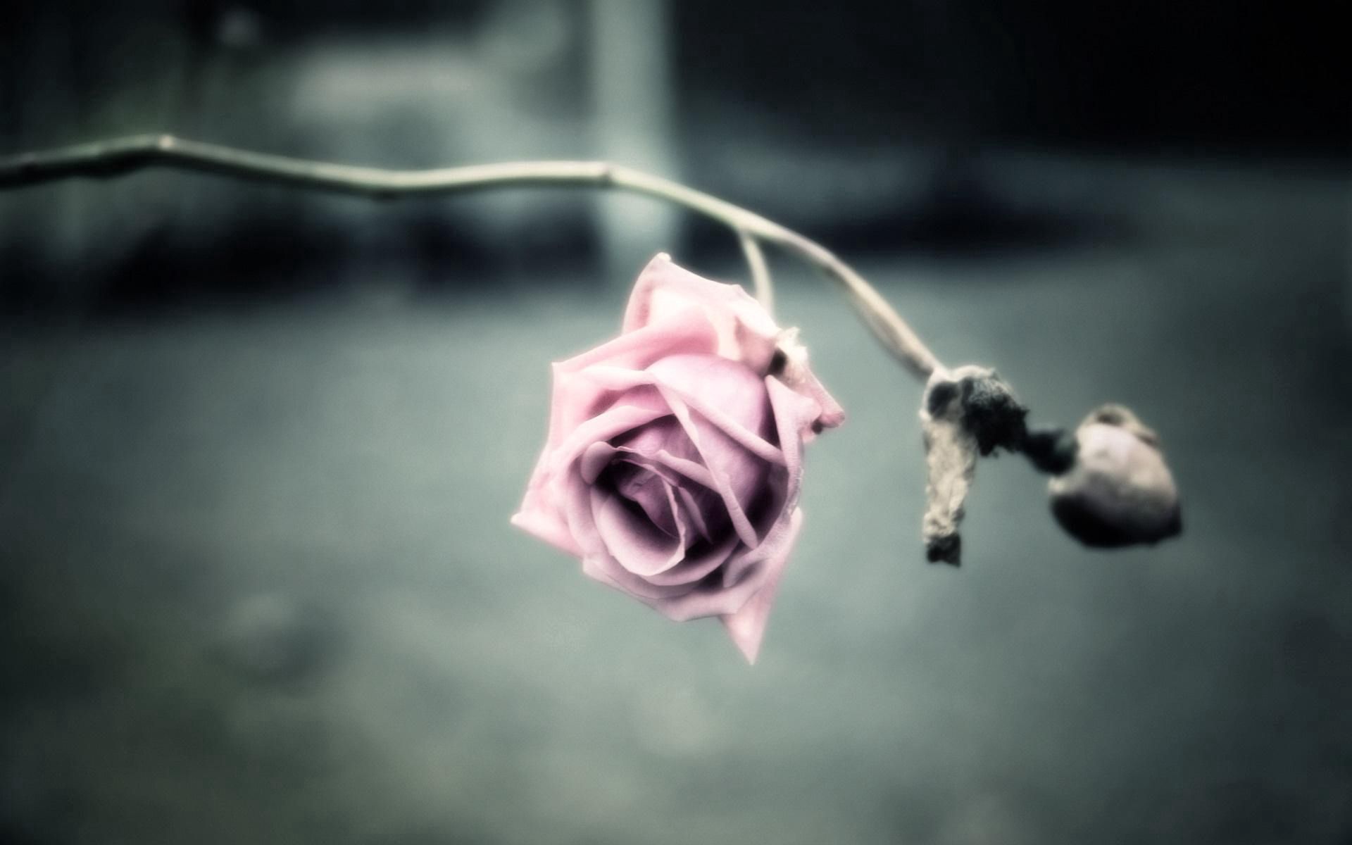 Laden Sie das Zweig, Schatten, Blume, Rose, Ast, Blumen-Bild kostenlos auf Ihren PC-Desktop herunter