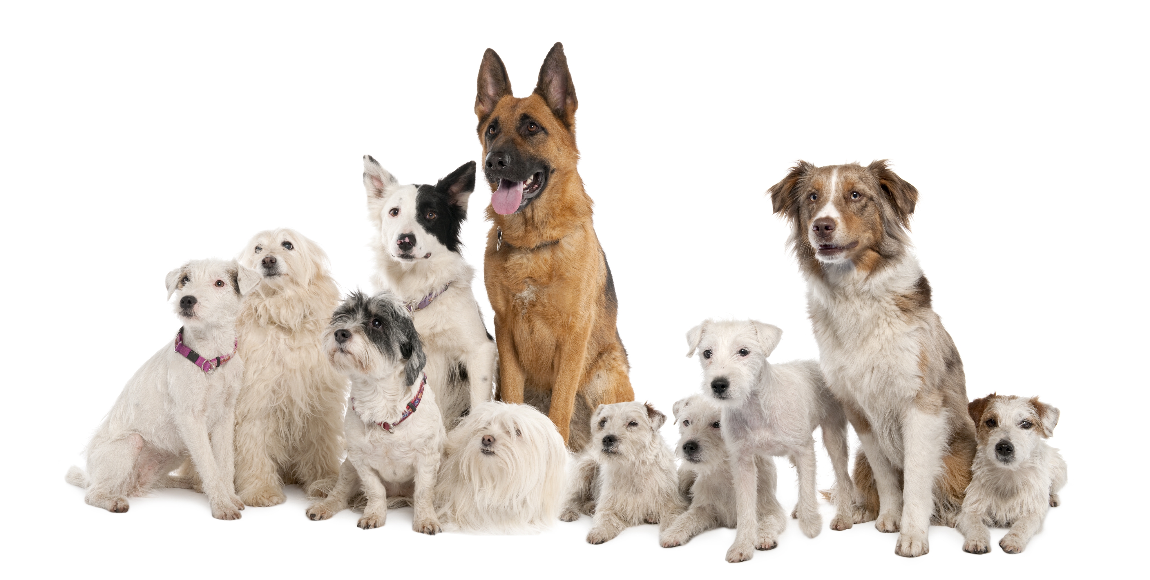 animals, dogs, sit, lots of, multitude, variety, varieties