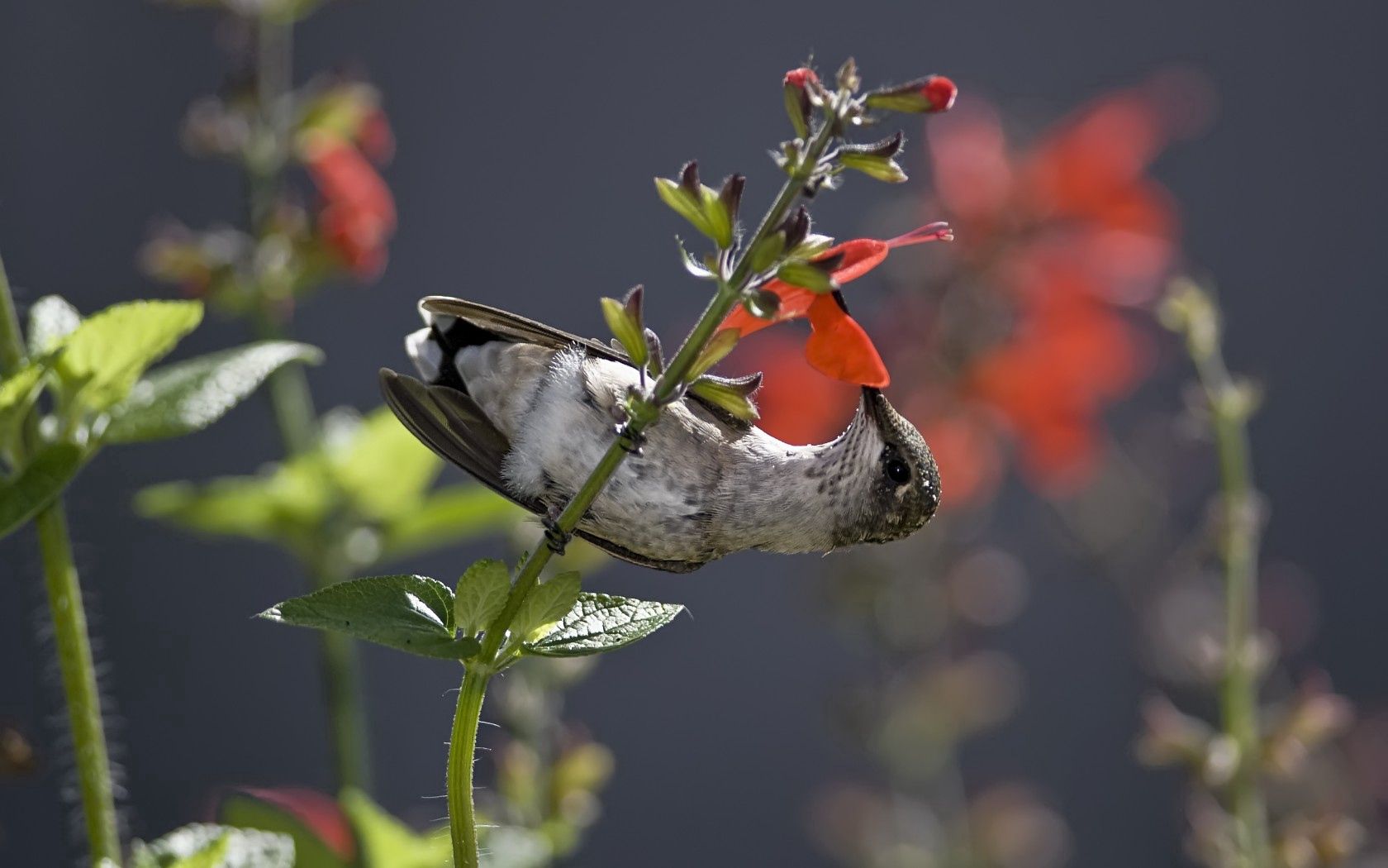 animals, food, humming birds, flower, bird, stem, stalk, little bird, birdie, nectar