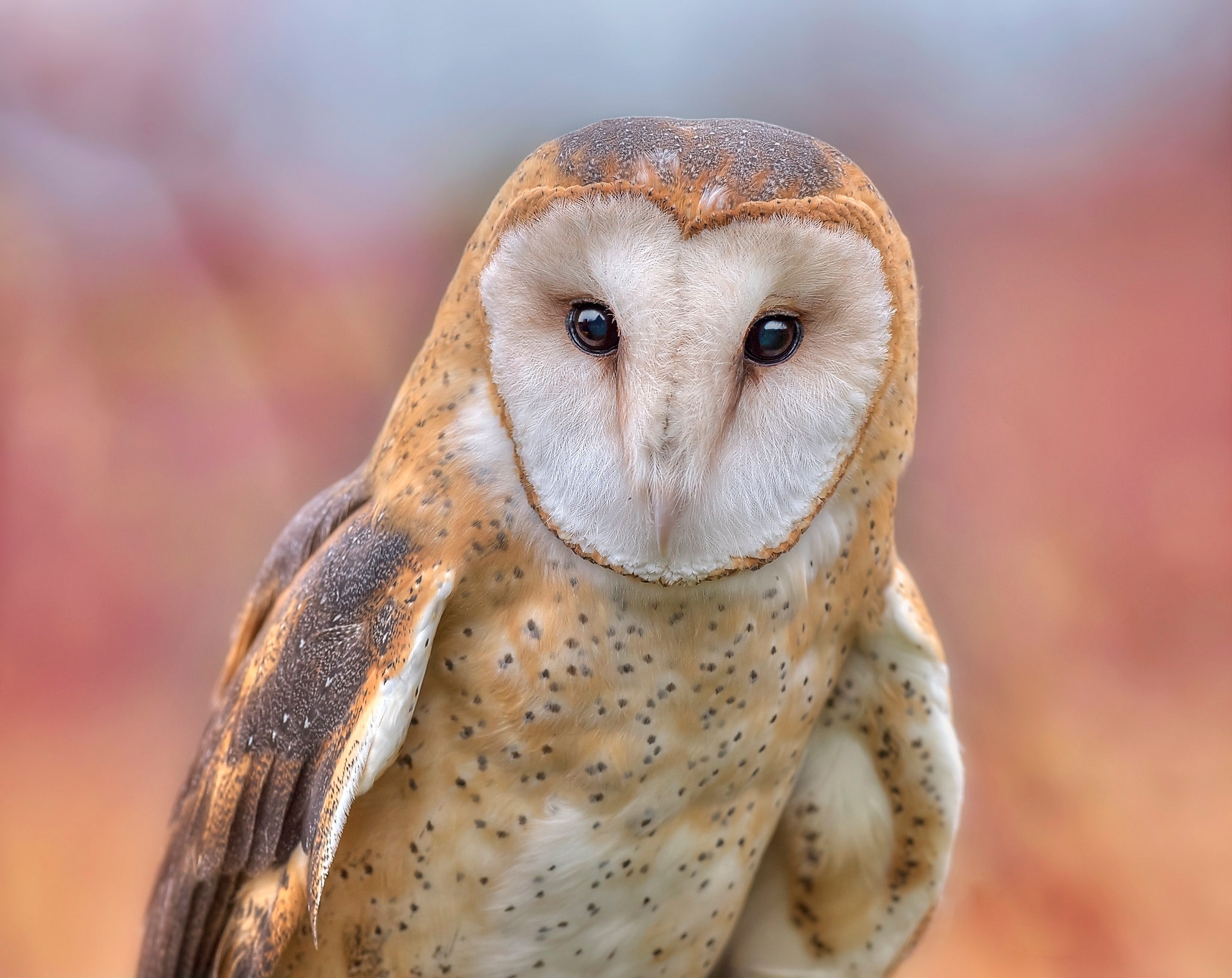 Download mobile wallpaper Birds, Owl, Bird, Animal, Barn Owl for free.