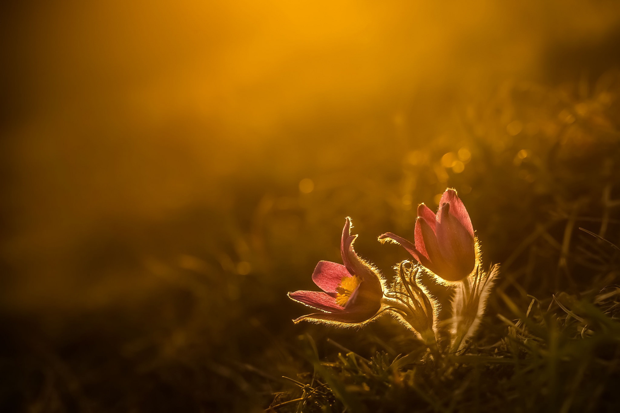 Download mobile wallpaper Flowers, Sunset, Flower, Blur, Close Up, Earth for free.